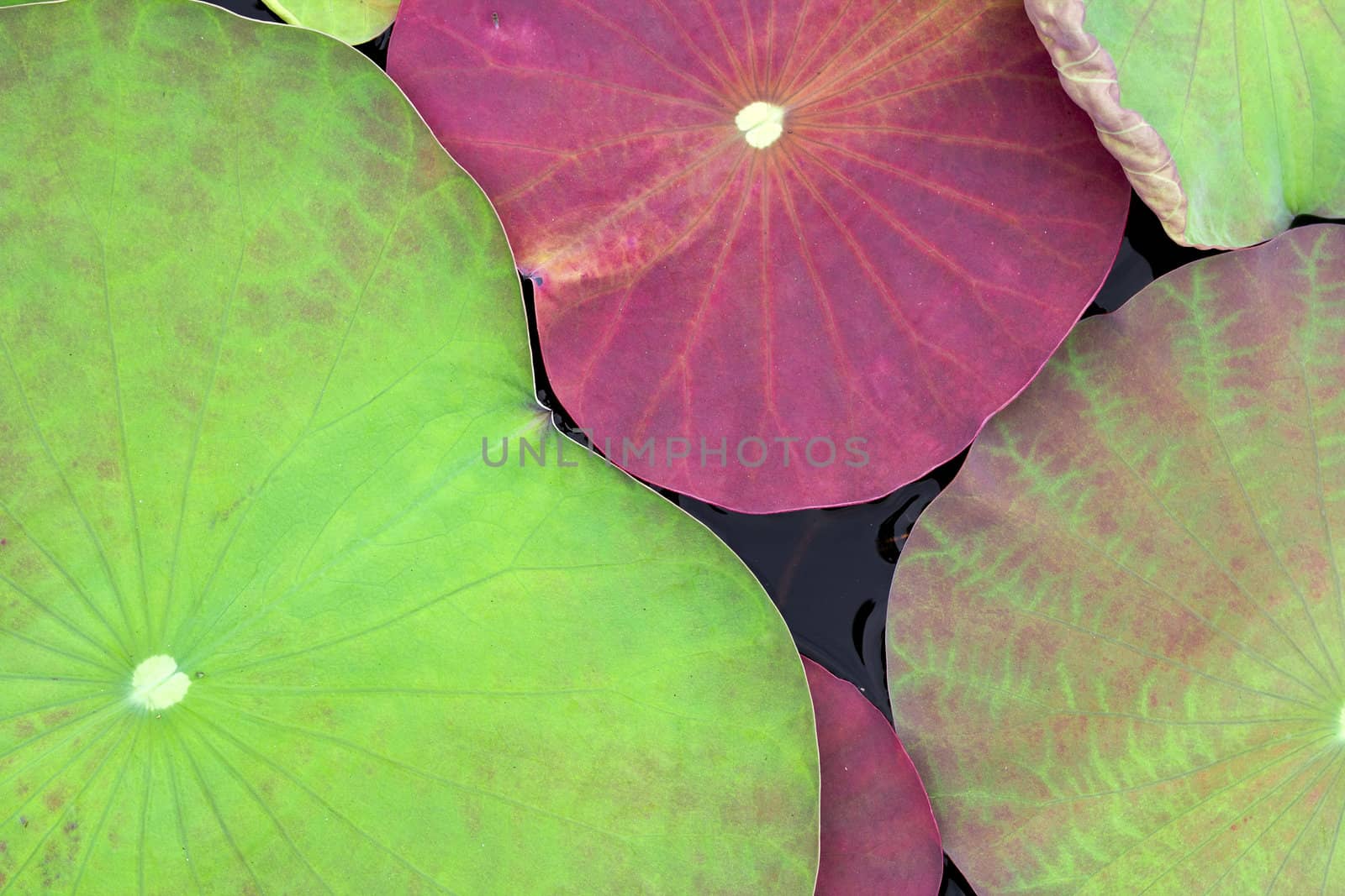 The new leaves of the lotus in the pond for a light colored background.