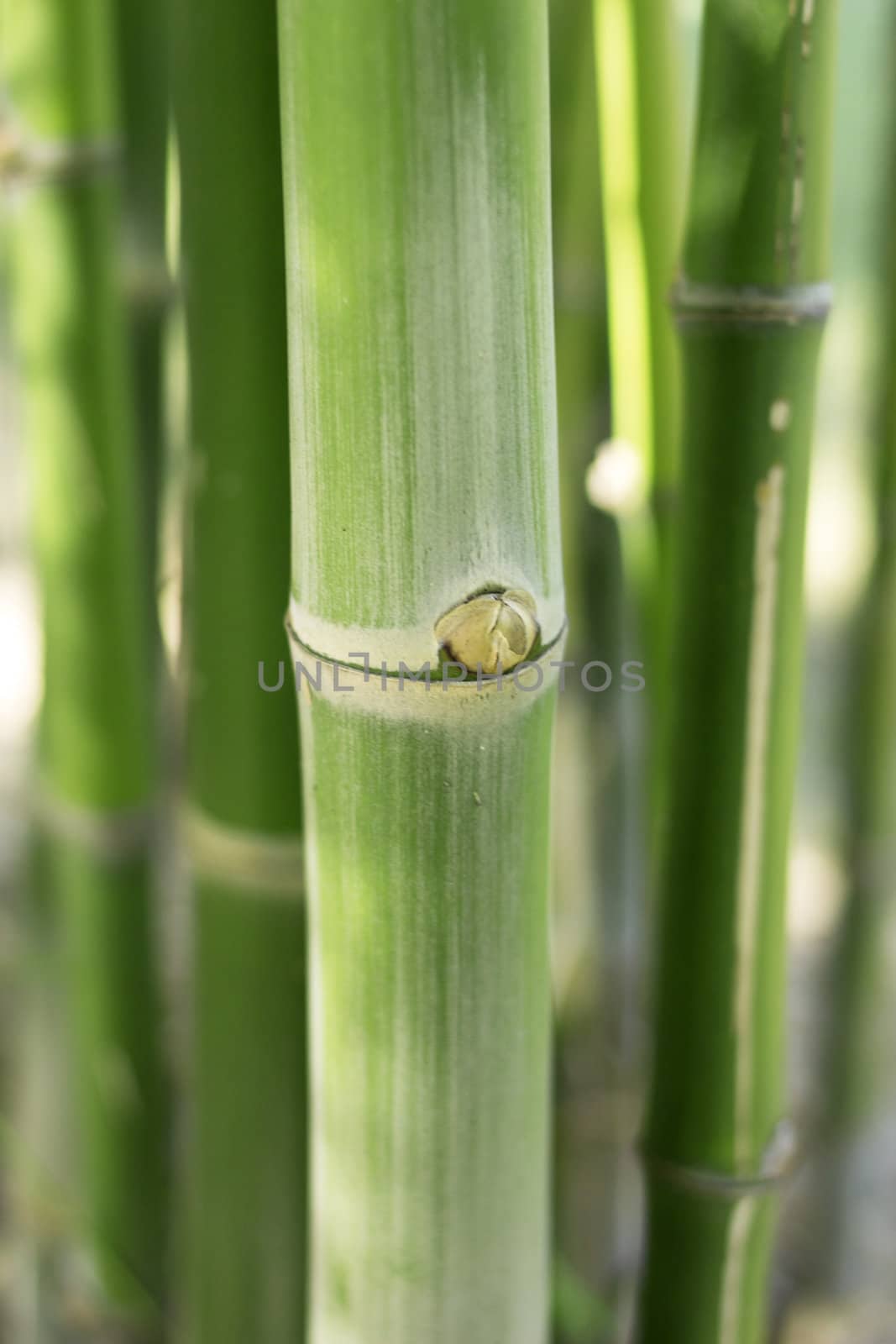 Green bamboo stems, leaves, branches are all green.