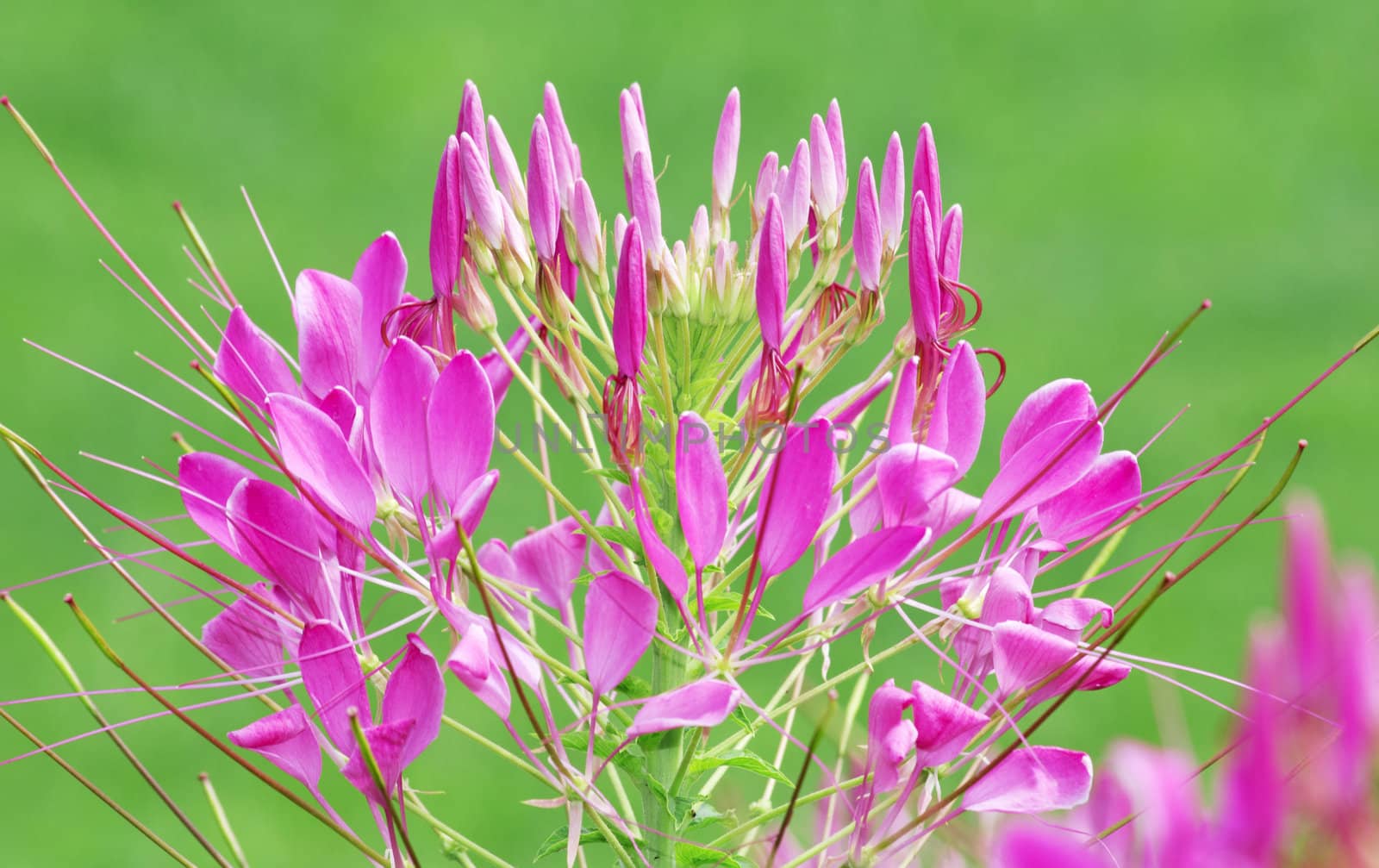 Colorful flowers  White, pink and Purple in the garden 