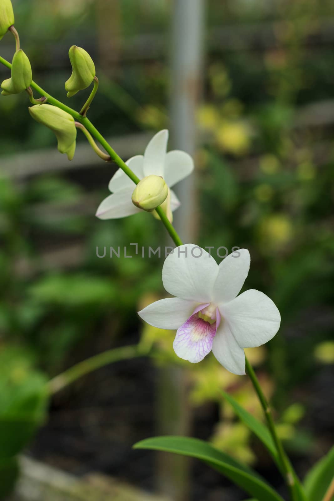 Orchids growing in a botanical garden of Thailand