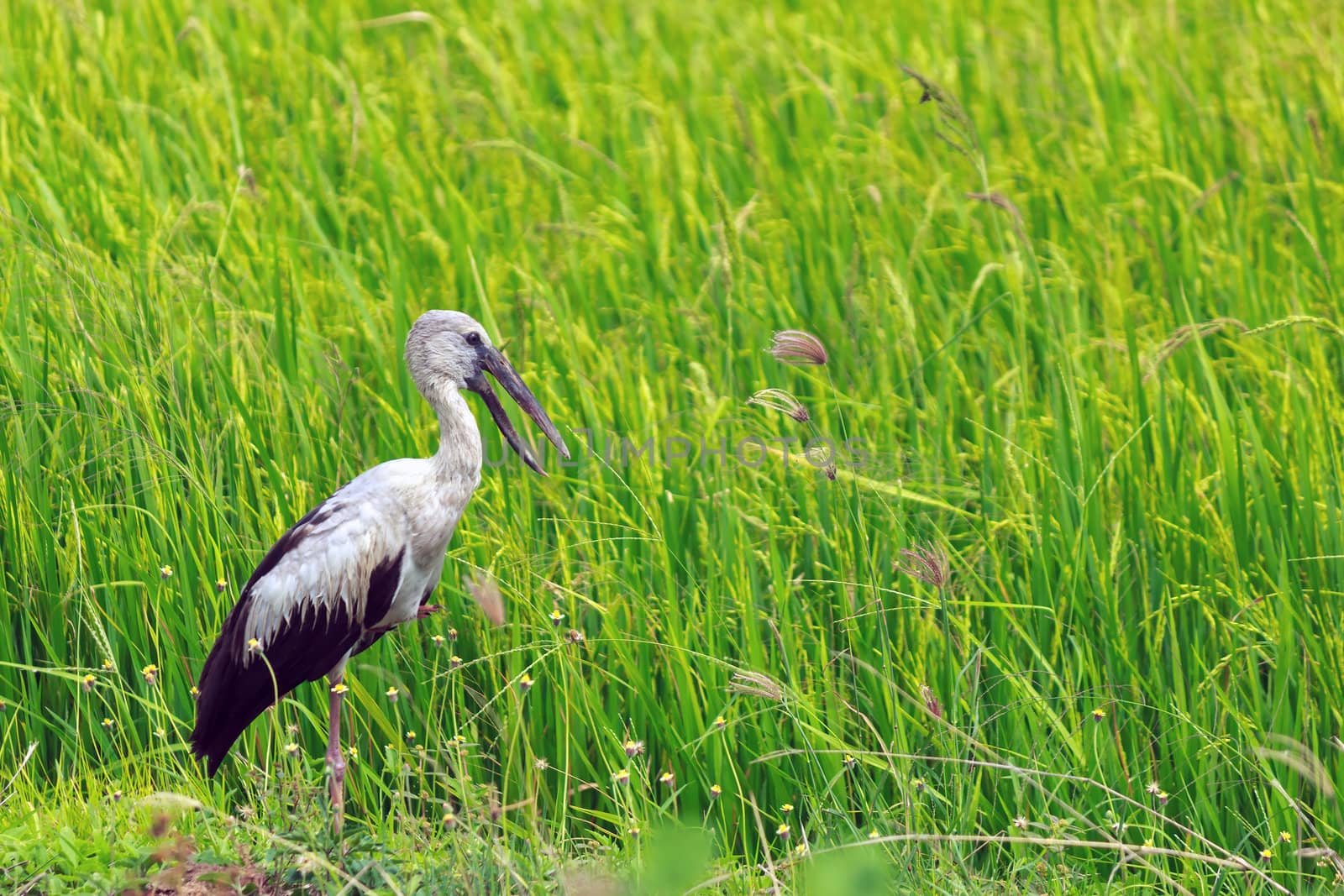 One Asian Openbill standing in a rice field, Thailand.