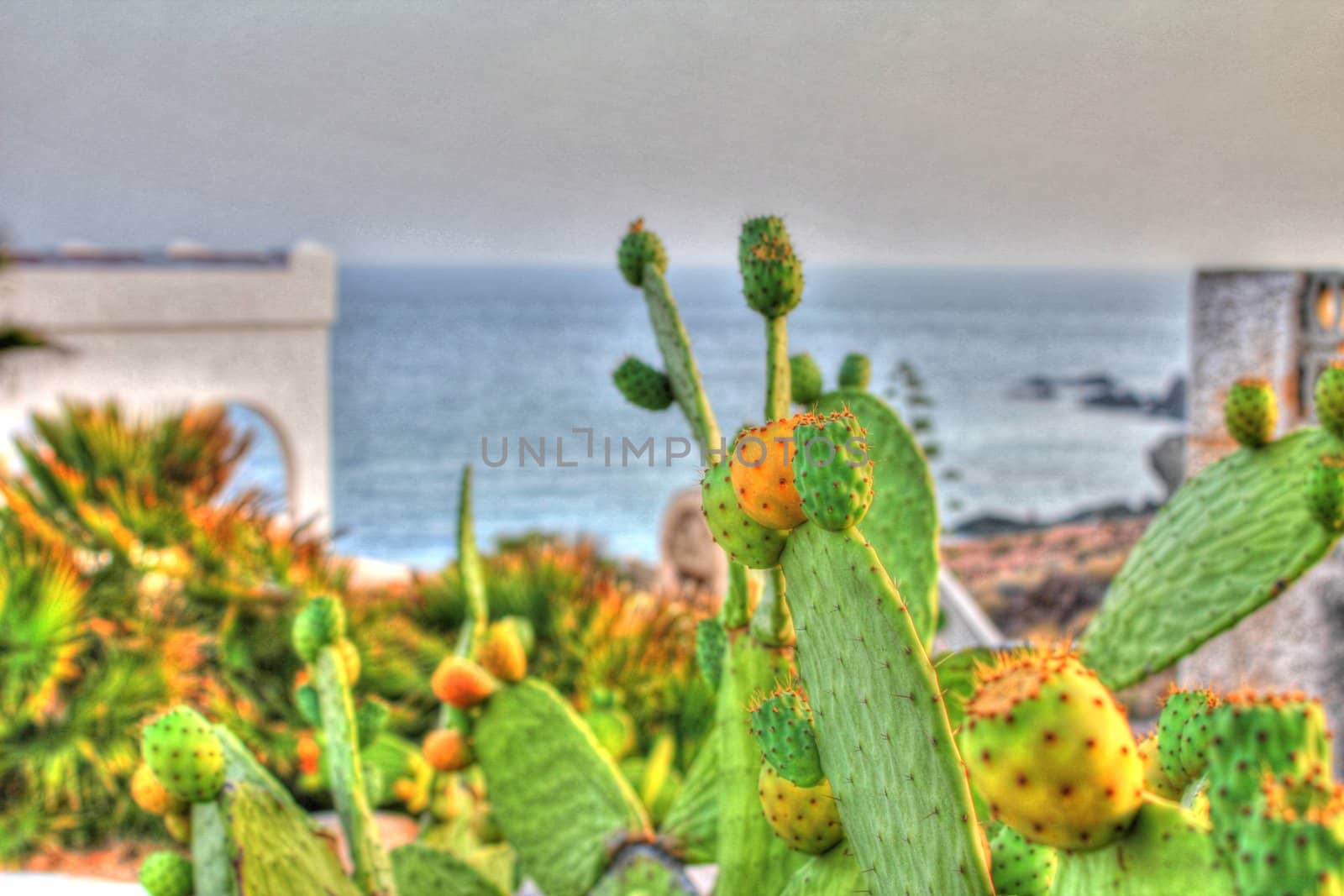 Cabo de Gata cactus by maurompf