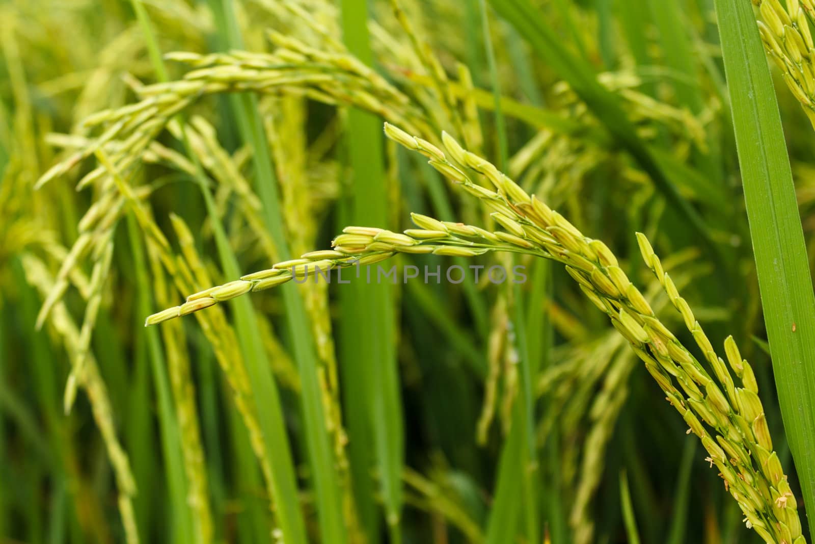 Details of rice plants in Suphanburi, Thailand
