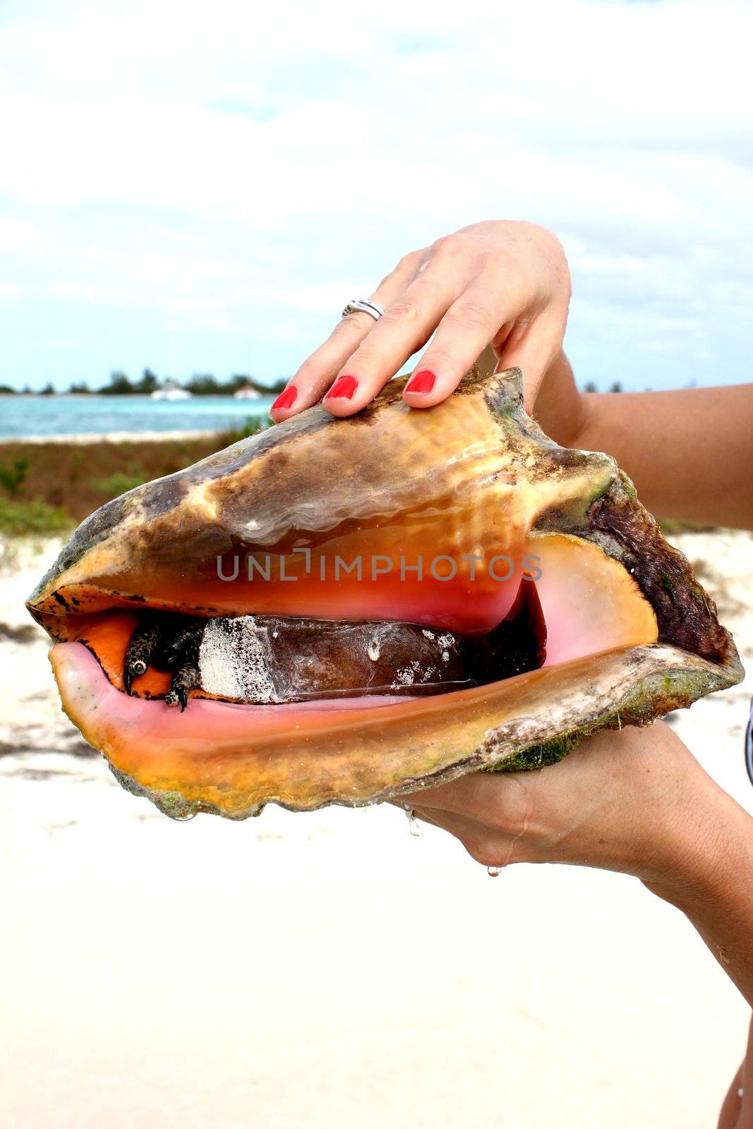 Shell in the clear water of the Caribbean 