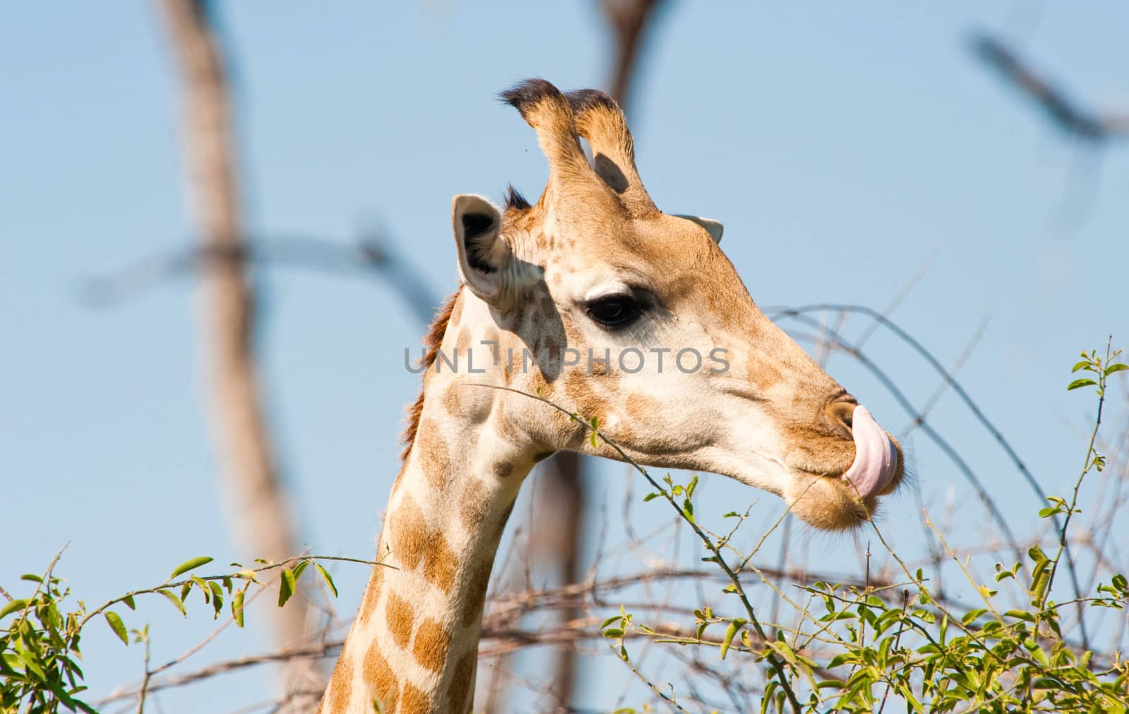 Giraffe (Giraffa camelopardalis) licking lips, Chobe National Park, Botswana