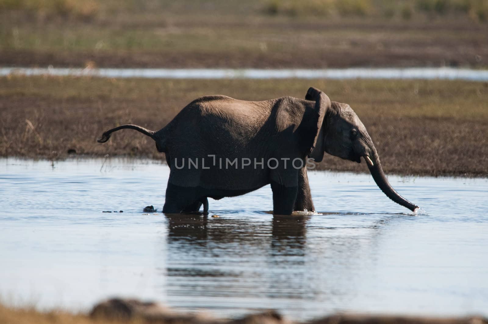 African bush elephant by edan