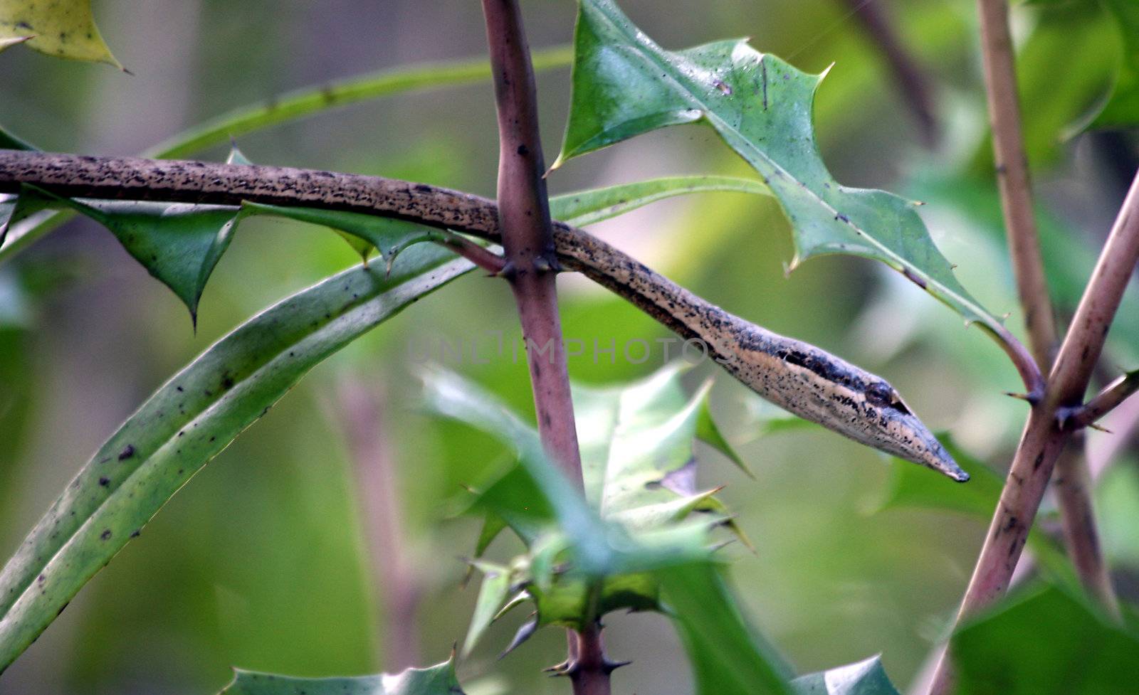 Snake in the trees in the Sundarbans of Bangladesh