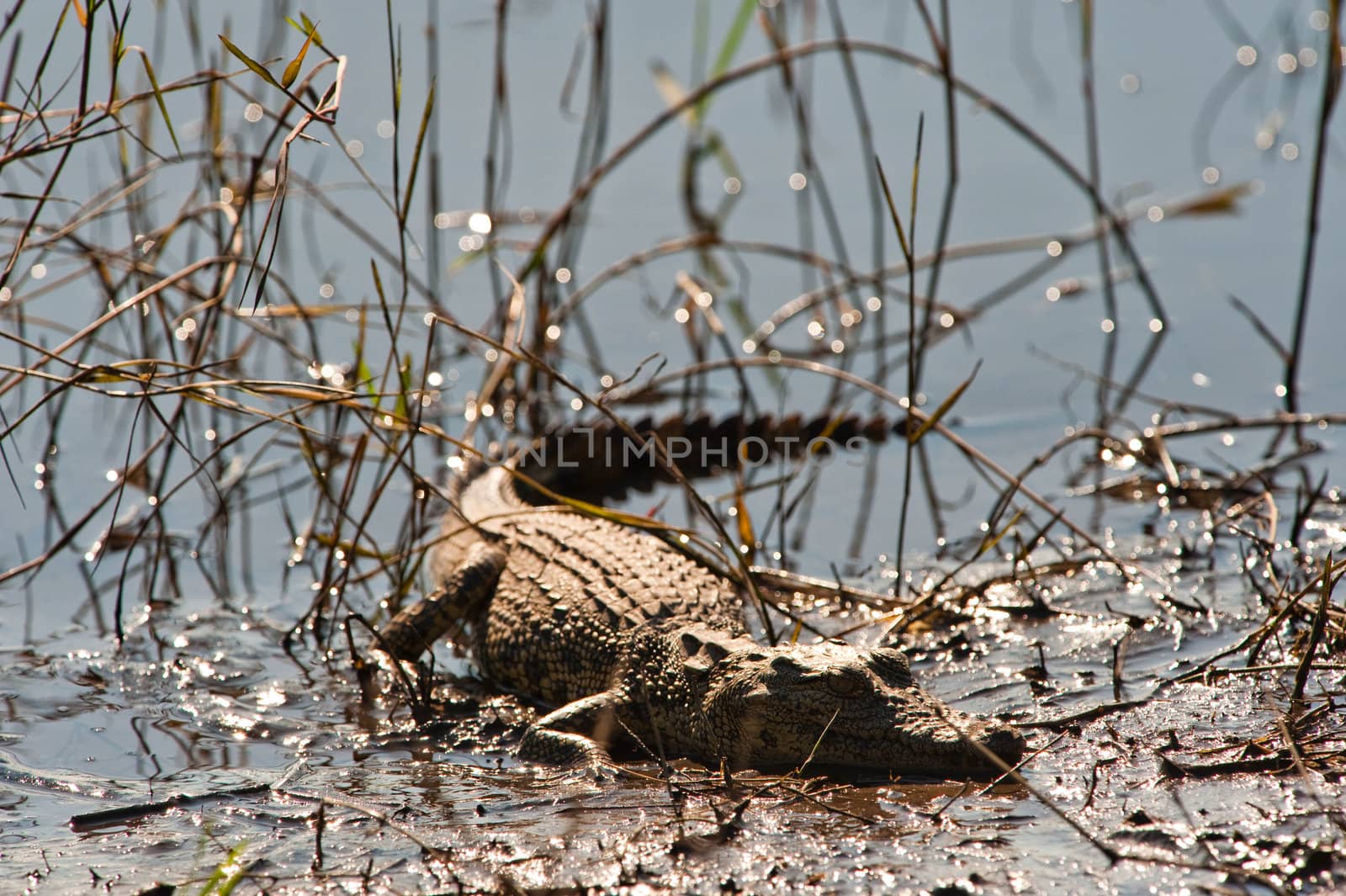 African crocodile (Crocodylus niloticus), Chobe National Park, Botswana
