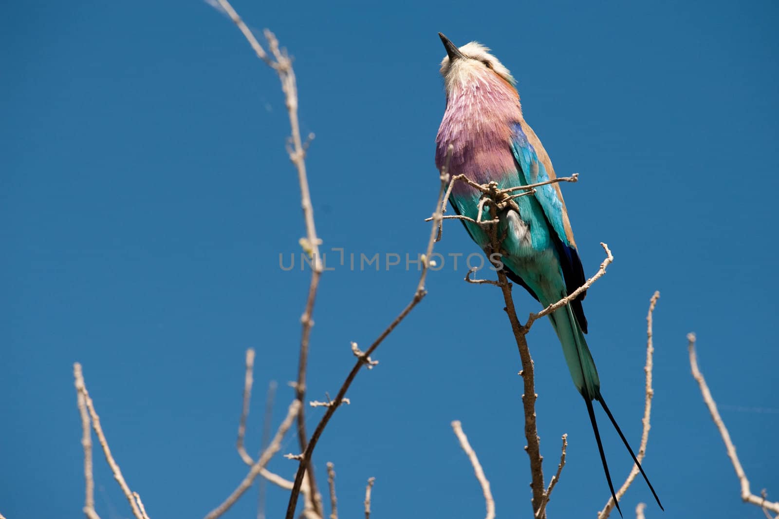 Lilac-breasted roller (Coracias caudatus)  Chobe National Park, Botswana