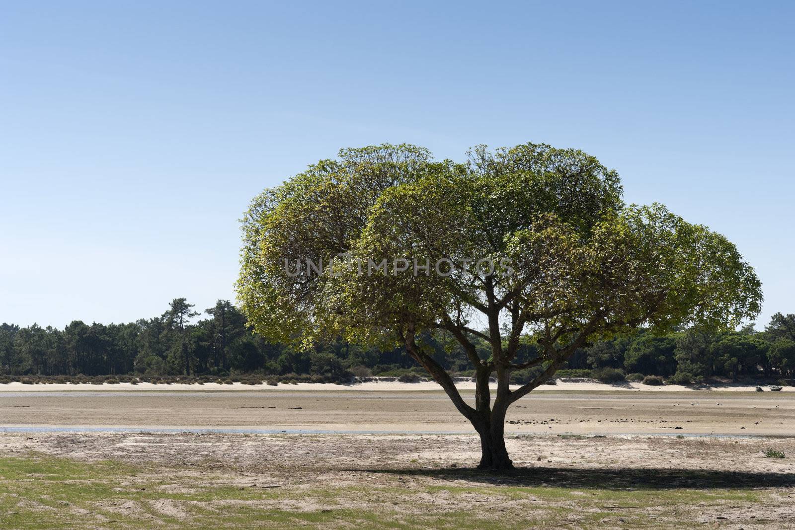 Lone tree by the beack in Troia, Portugal