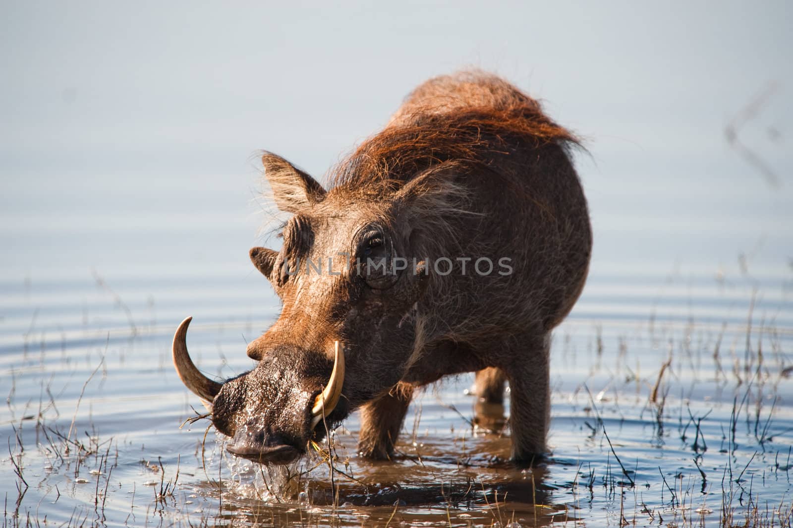 Brown hairy warthog in the water of a river