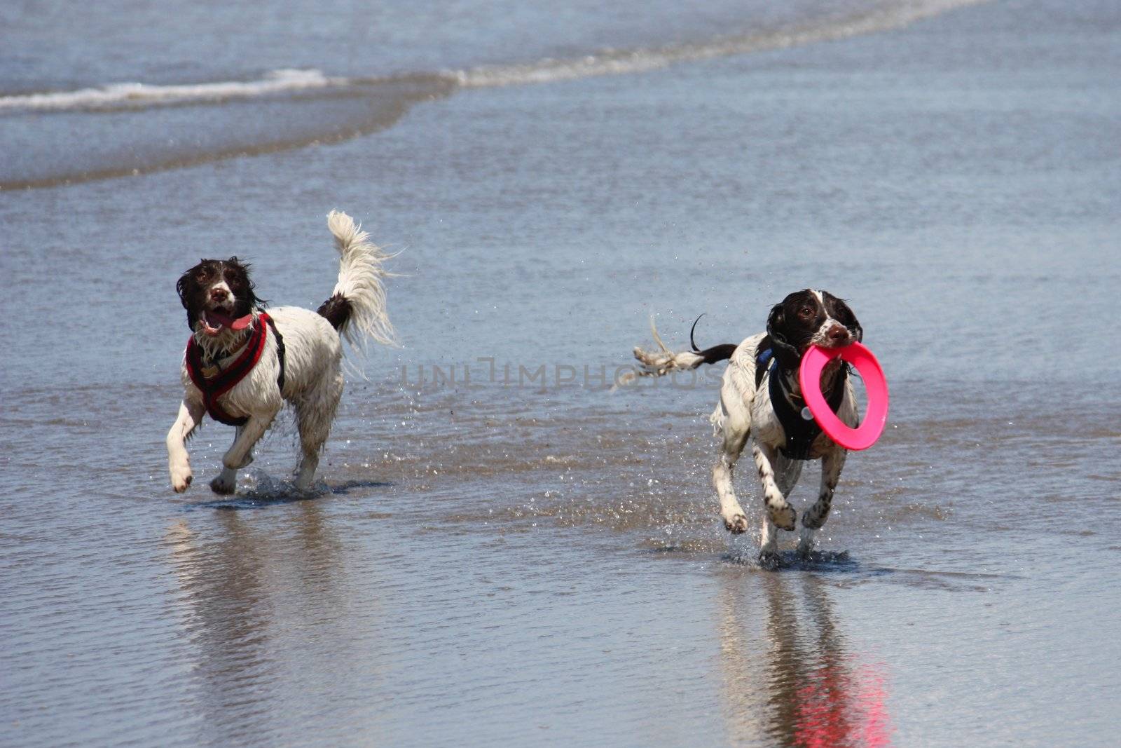 Two working type english springer spaniels on a beach by chrisga