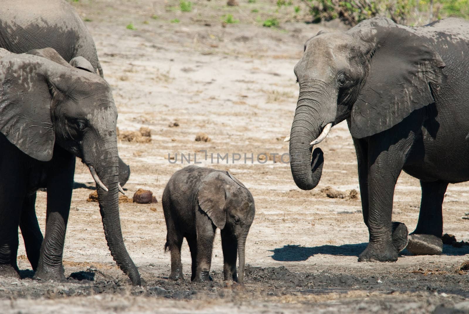 African bush elephants by edan