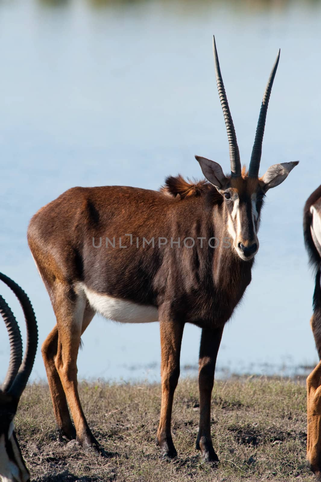 East african oryx (Oryx beisa) at river's edge