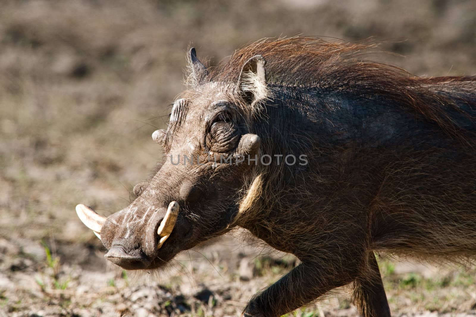 Running warthog by edan