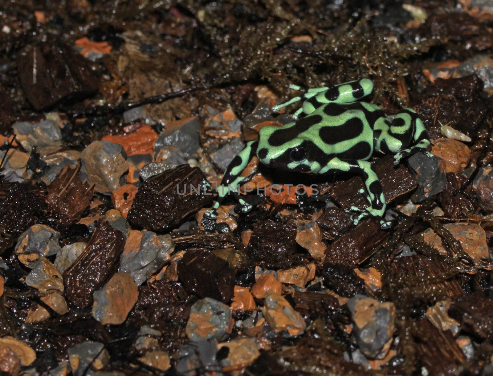 A Green and Black Poison Dart Frog (Dendrobates auratus) is a poison dart frog native to Central America and northwestern South America.