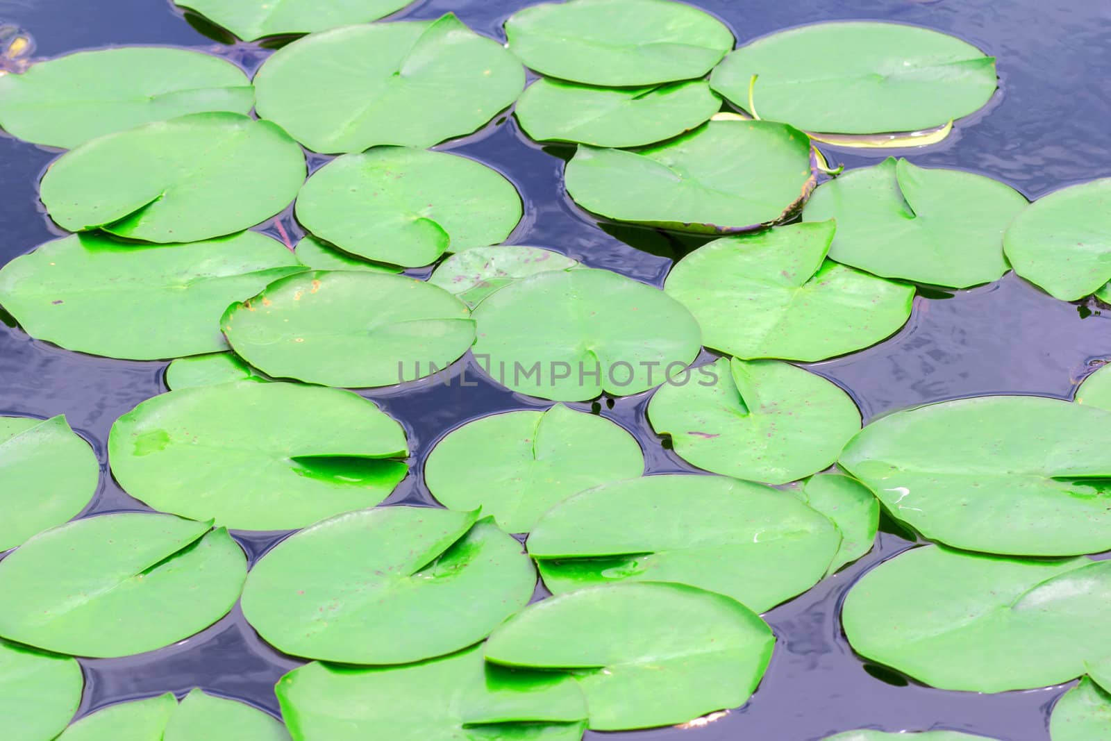 Lotus pond with lotus leaf green.