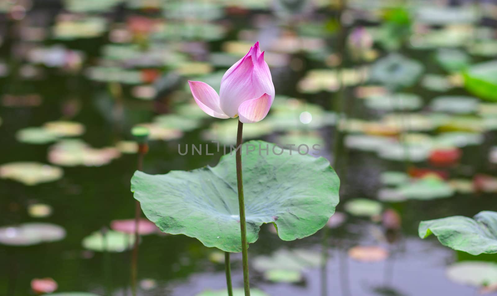 Beautiful pink lotus flower blossoming in the natural pond.