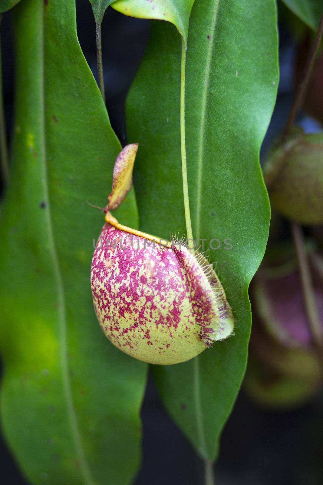nepenthes (tropical pitcher plants or monkey cups)