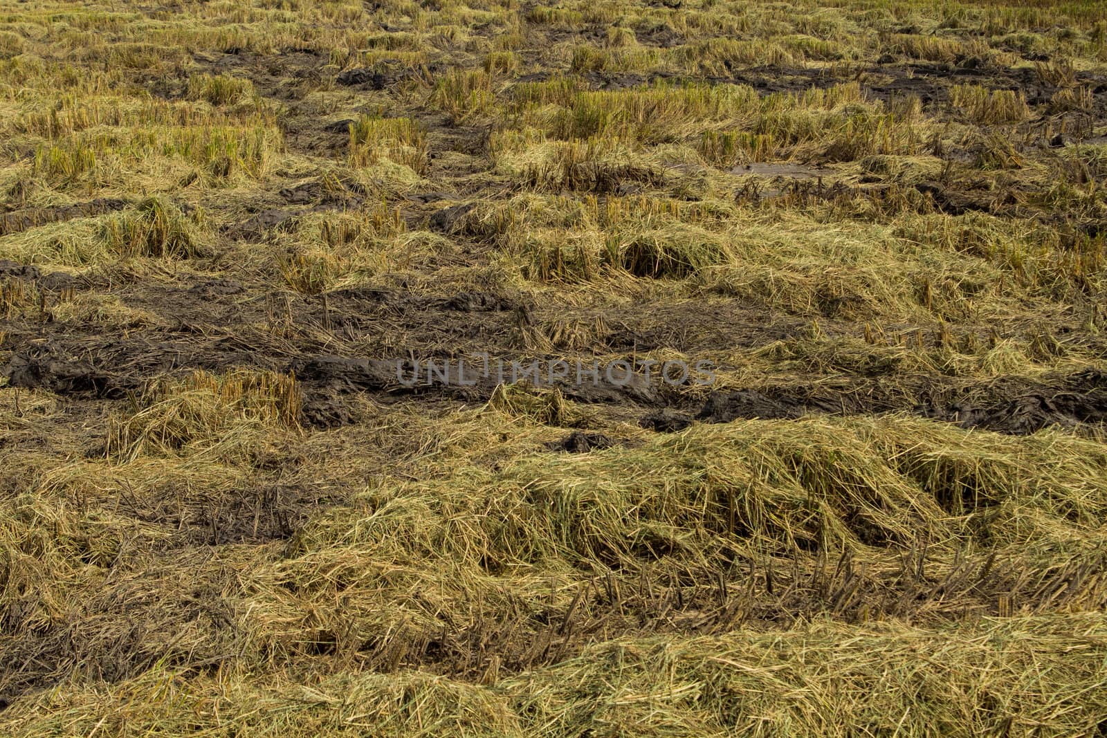 Image of Rice Fields after havested at Nonthaburi, Thailand.