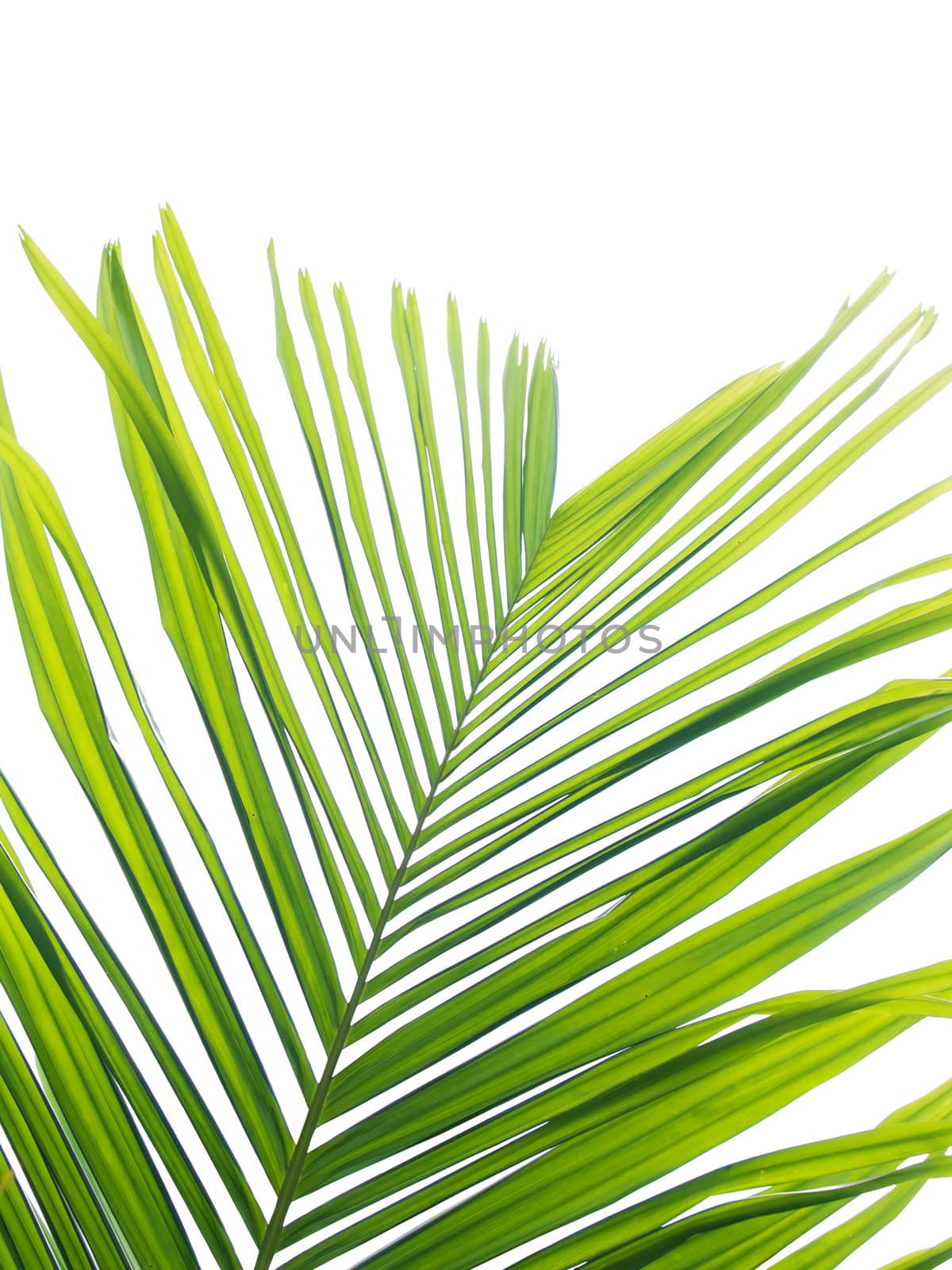 Beautiful palm leaf isolated on white background