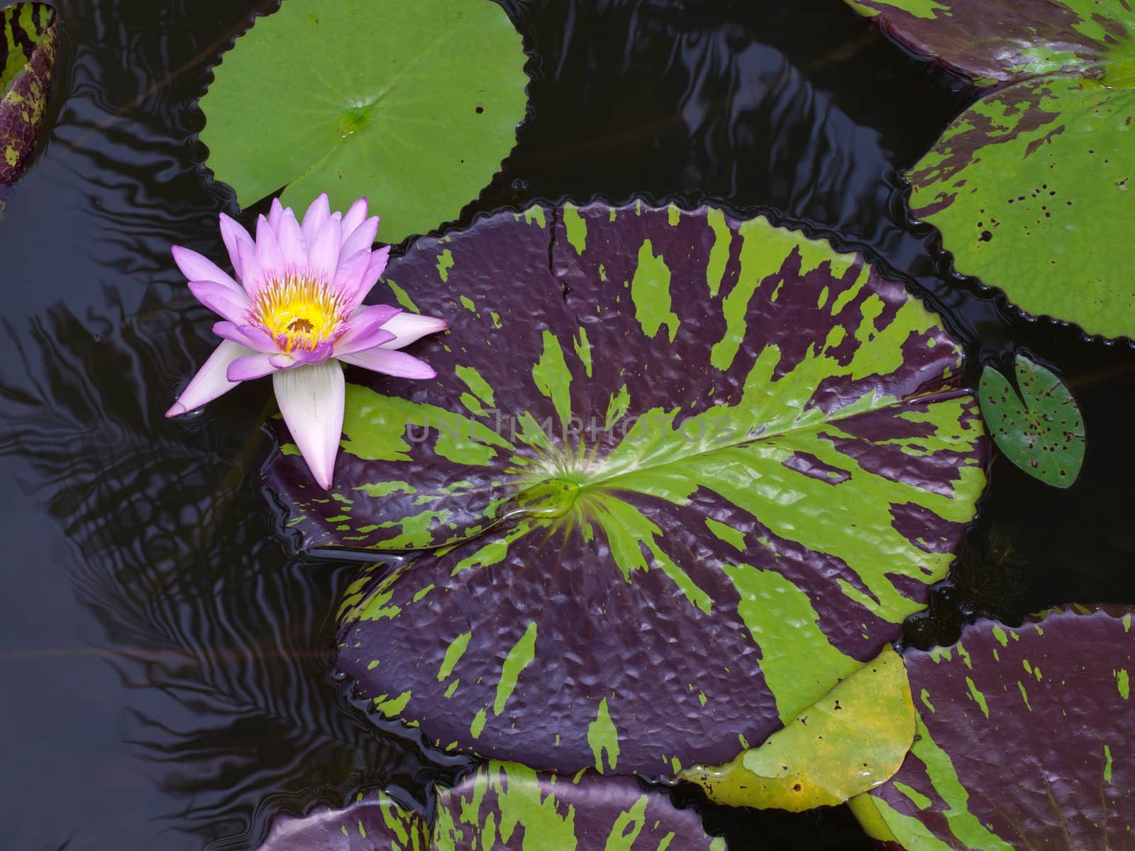 Pink lotus flower blossom with beautiful foliage