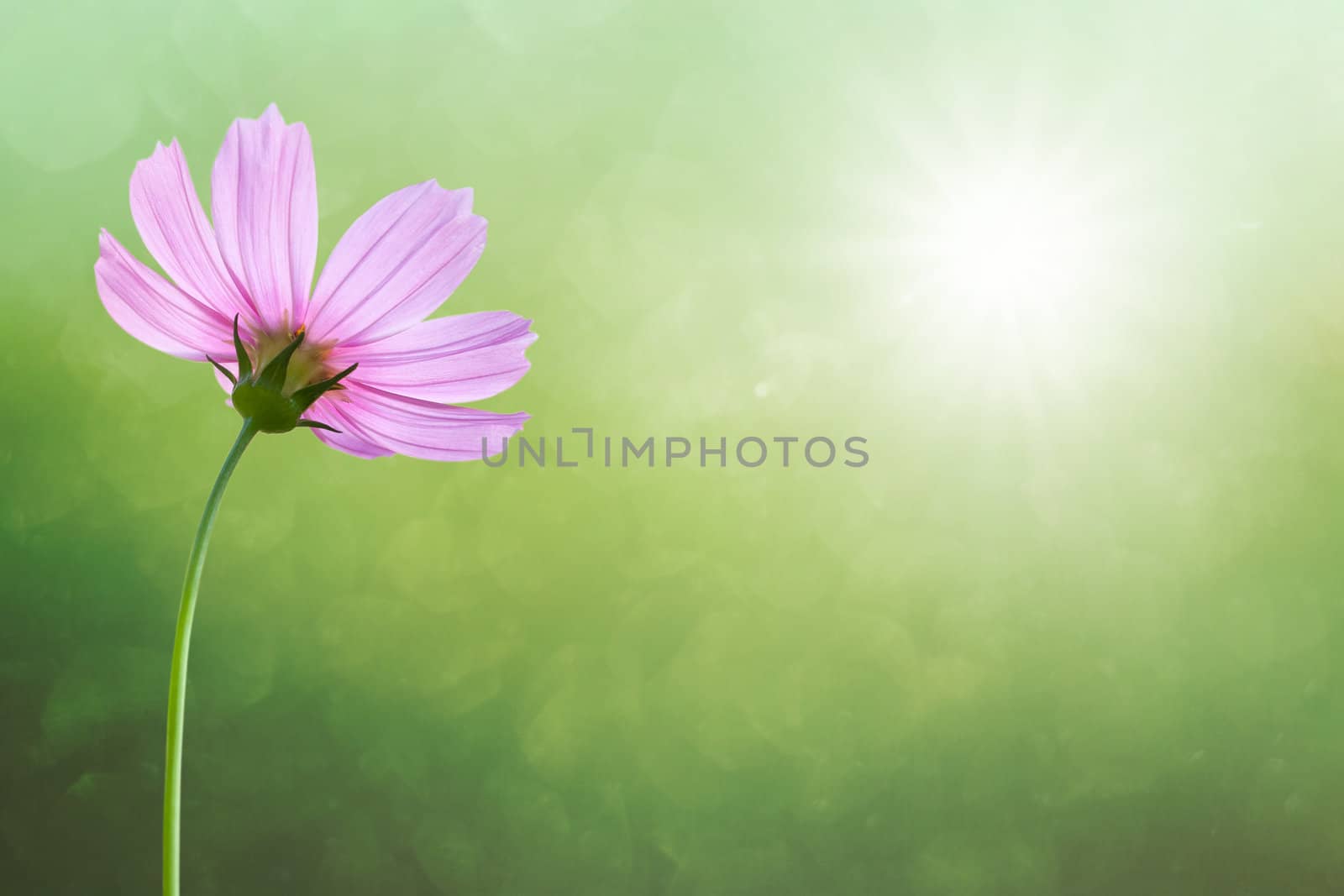 Cosmos flowers on spring background