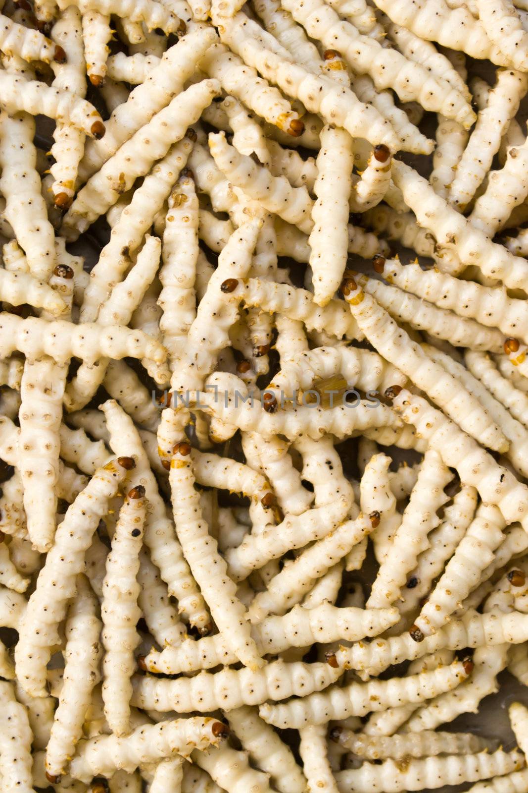 worm bamboo