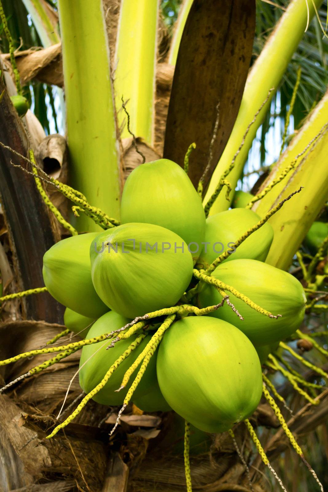 coconut by Thanamat