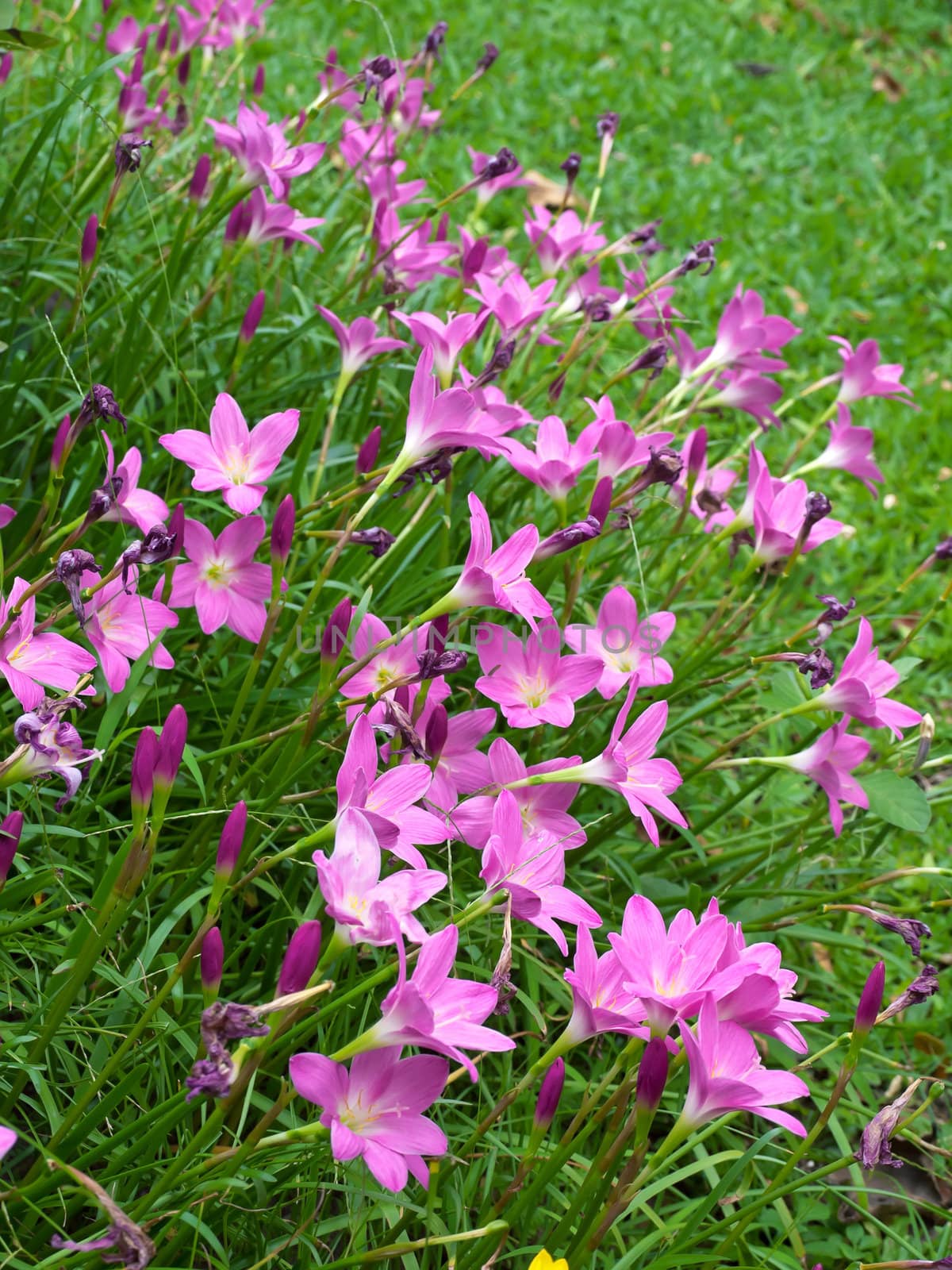 Fairy Lily(Zephyranthes rosea, know as Rain Lily) blooming in rainy season