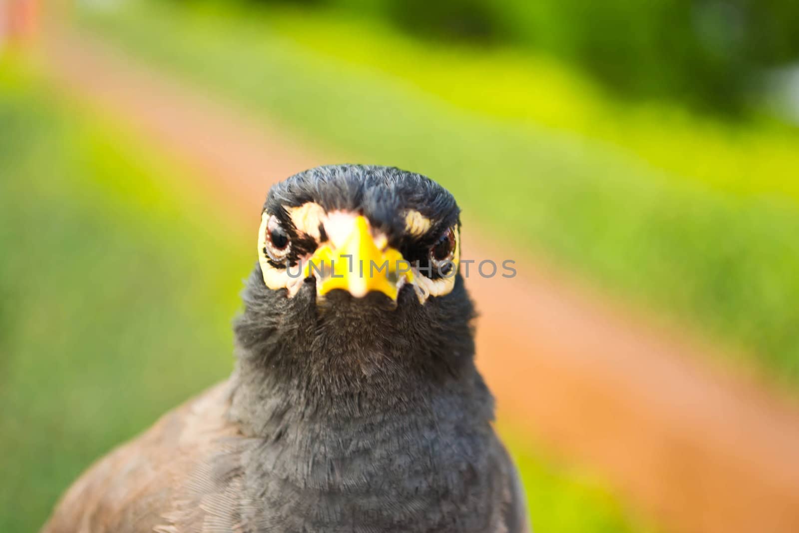 Starlings bird by Thanamat