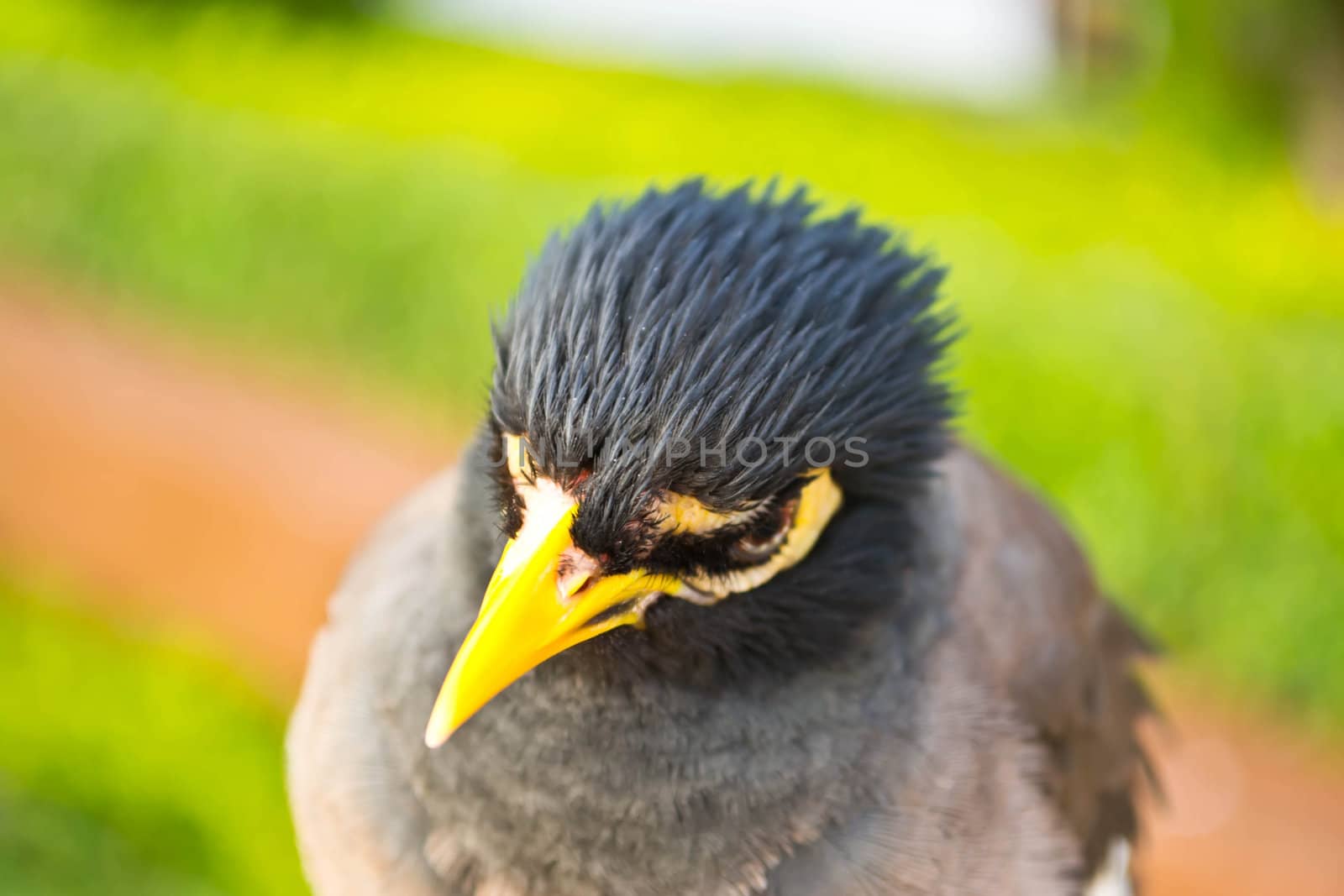 Starlings bird by Thanamat