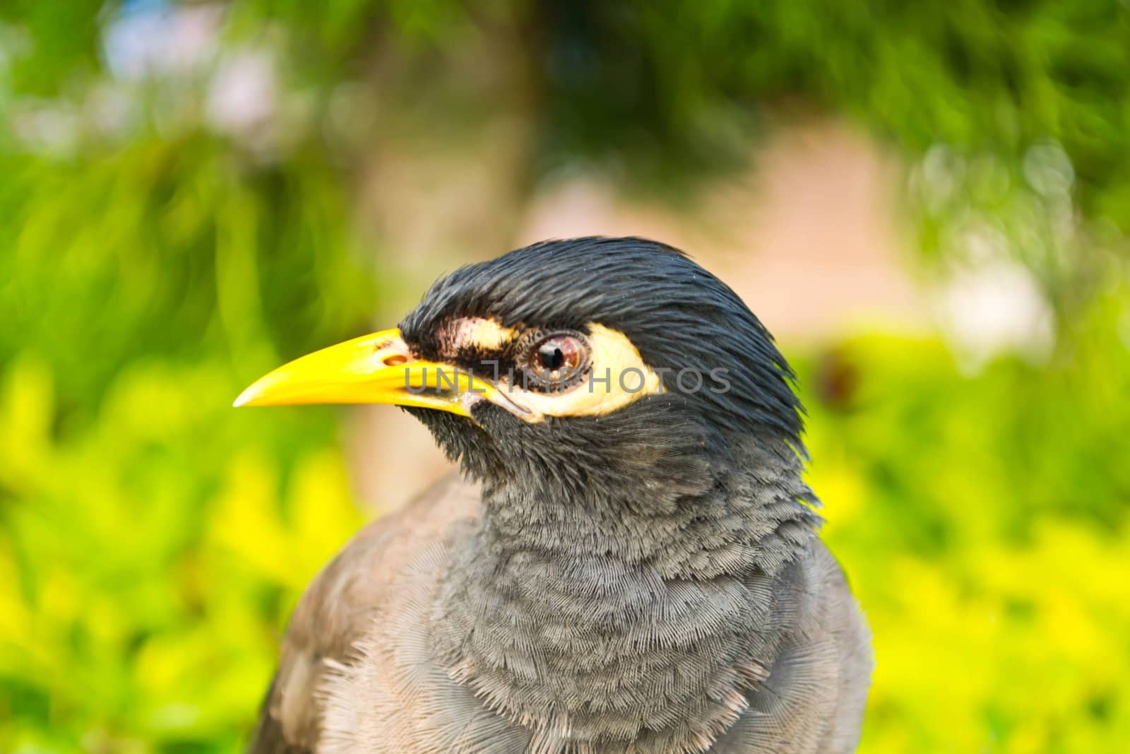 Starlings bird