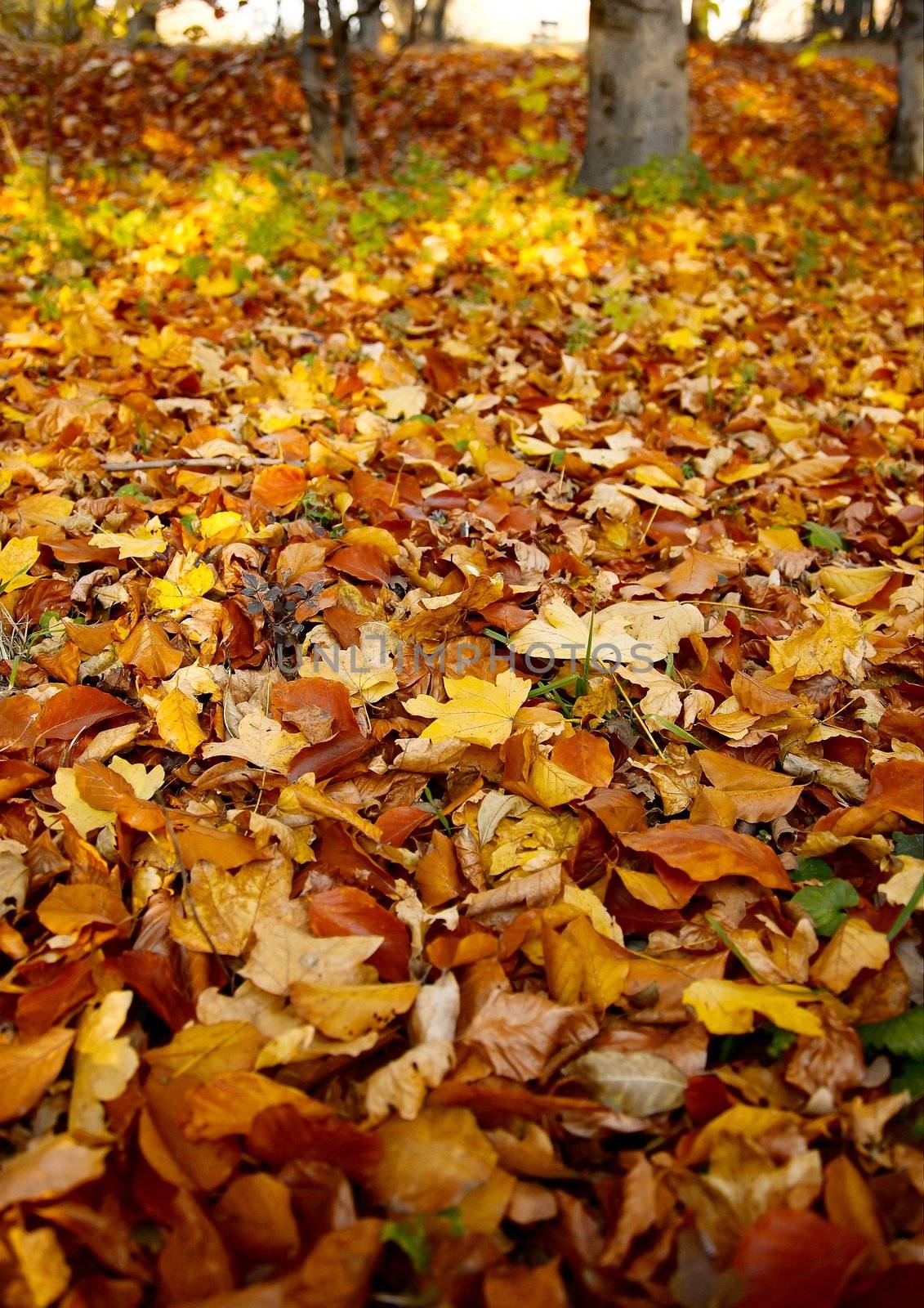 Fallen autumn leaves in the park