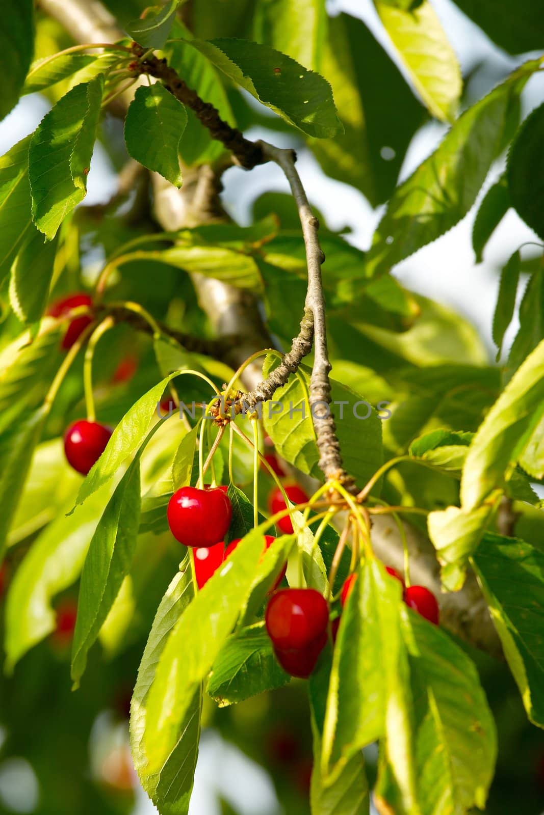 Fresh fruits on the cherry tree