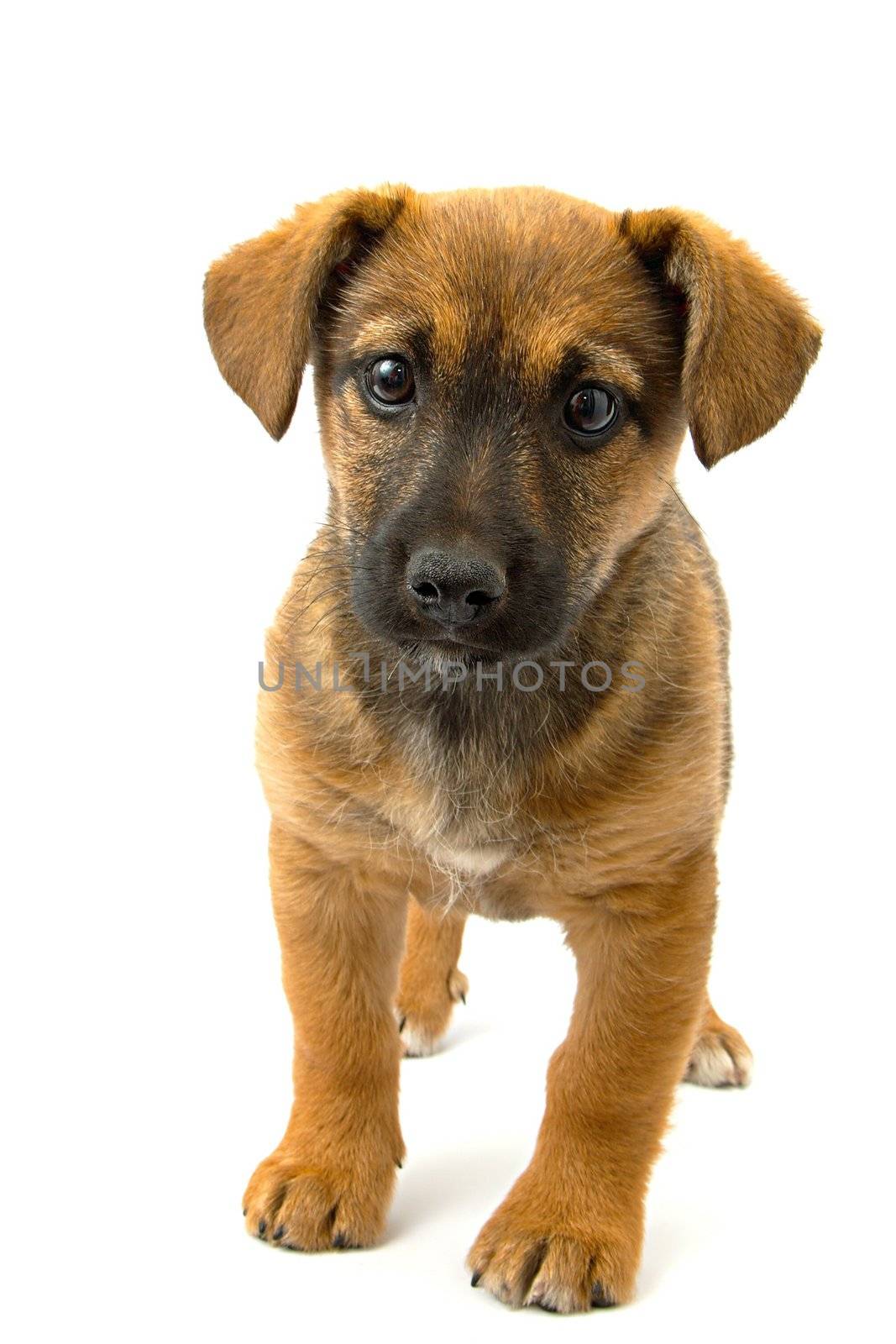 Cute little dog on white background