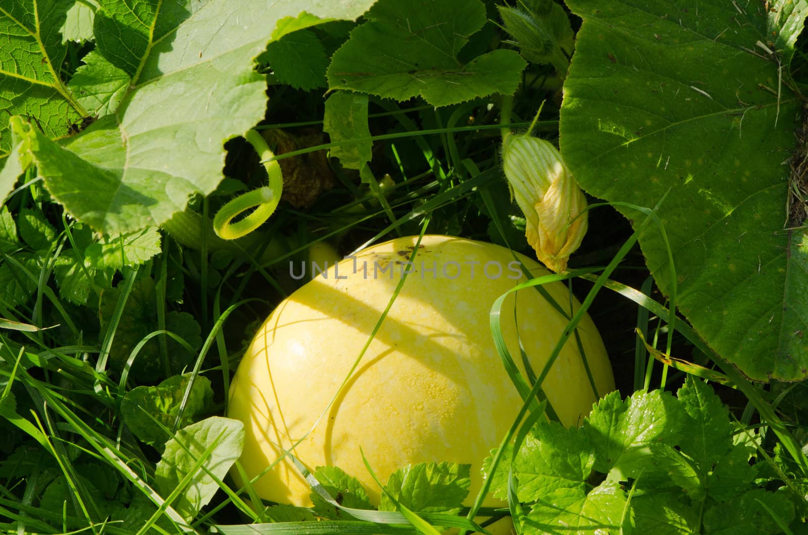 Huge ripe pumpkin in morning autumn garden dew. Ecologic natural organic healthy food.