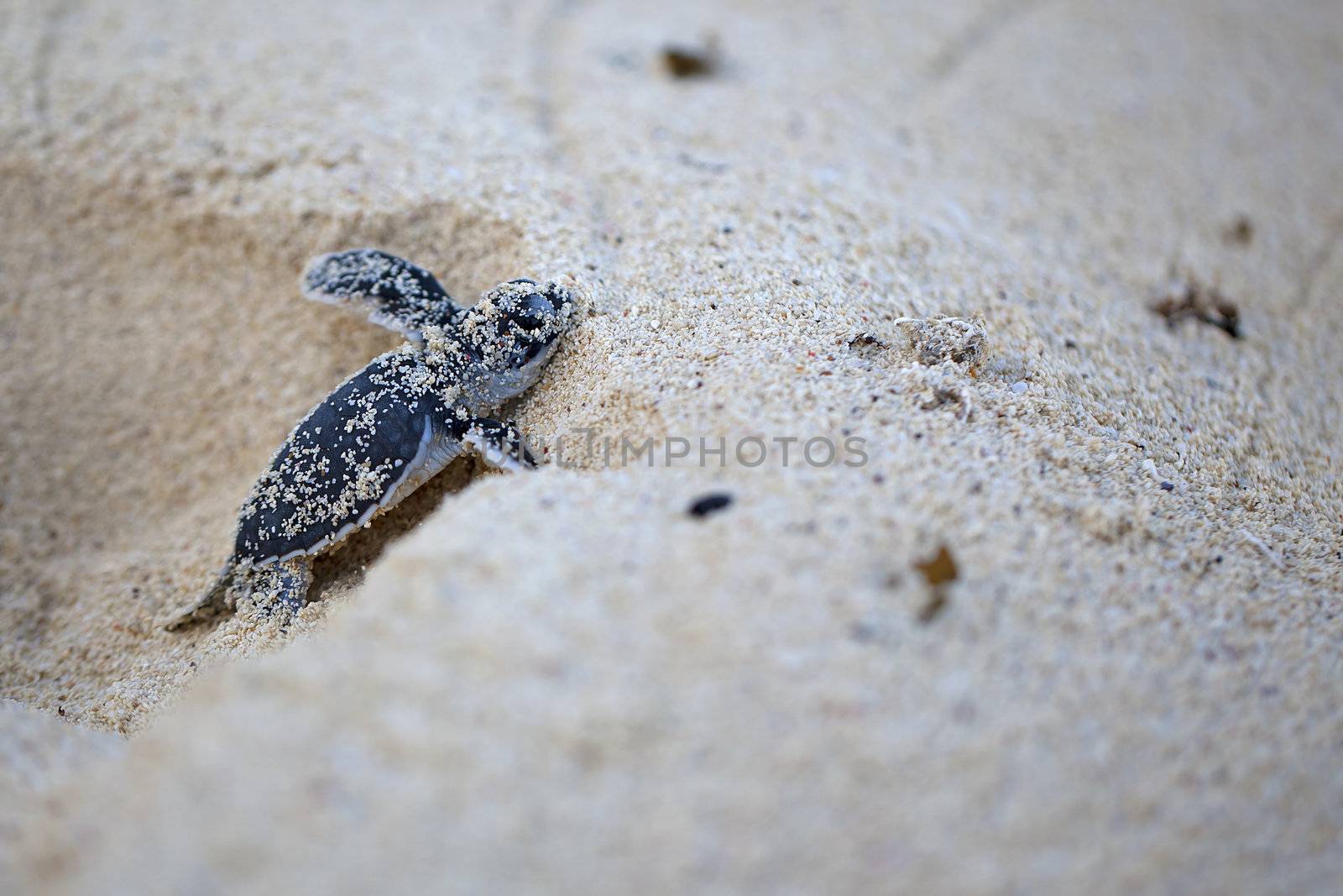 Green Sea Turtle Hatchling making its first steps from the beach to the sea