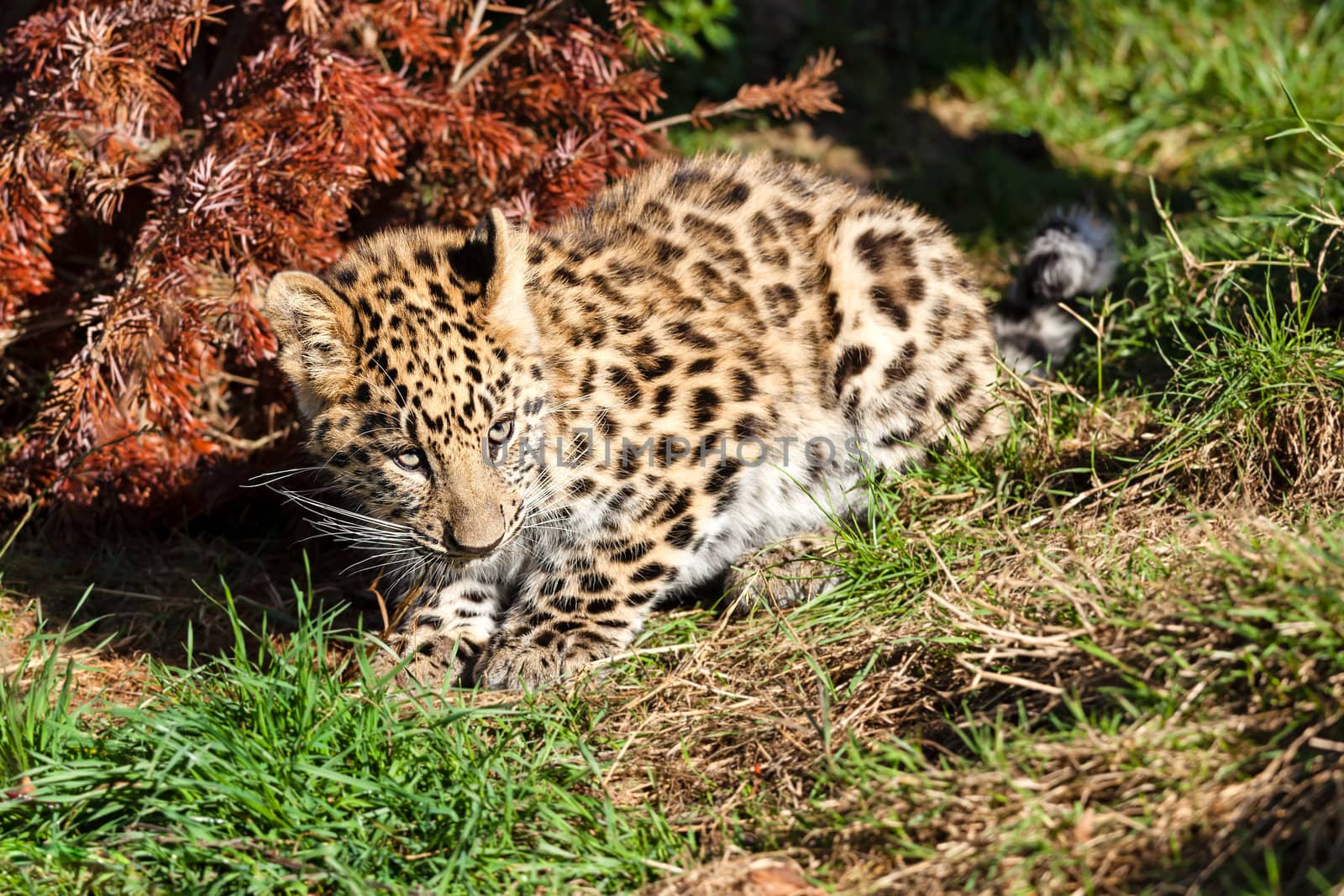 Cute Baby Amur Leopard Cub Crouching by Bush Panthera Pardus Orientalis