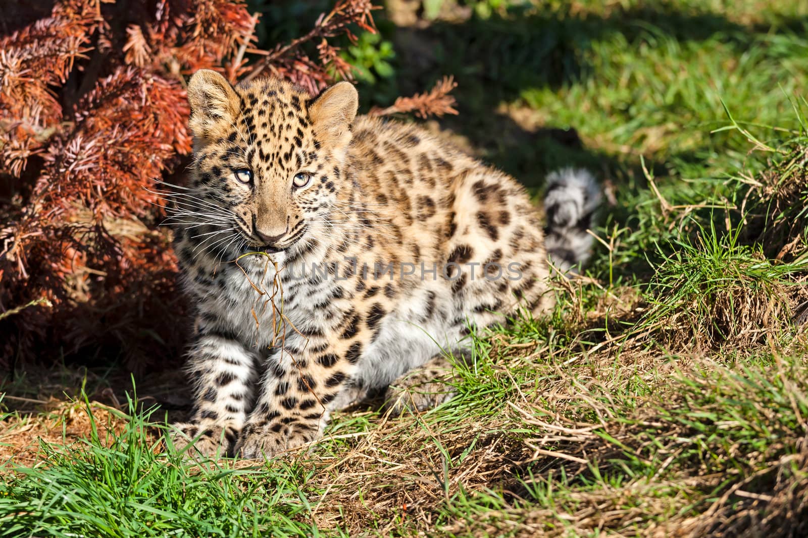 Cute Baby Amur Leopard Cub Chewing Grass by scheriton