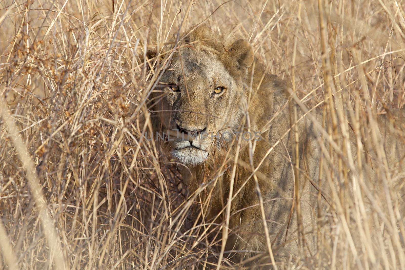 Wild lion in the African Savannah, Tanzania