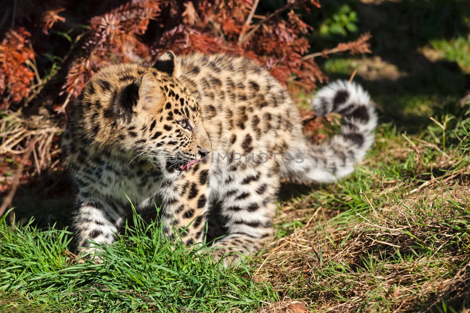 Cute Baby Amur Leopard Cub Looking Over Shoulder Panthera Pardus Orientalis
