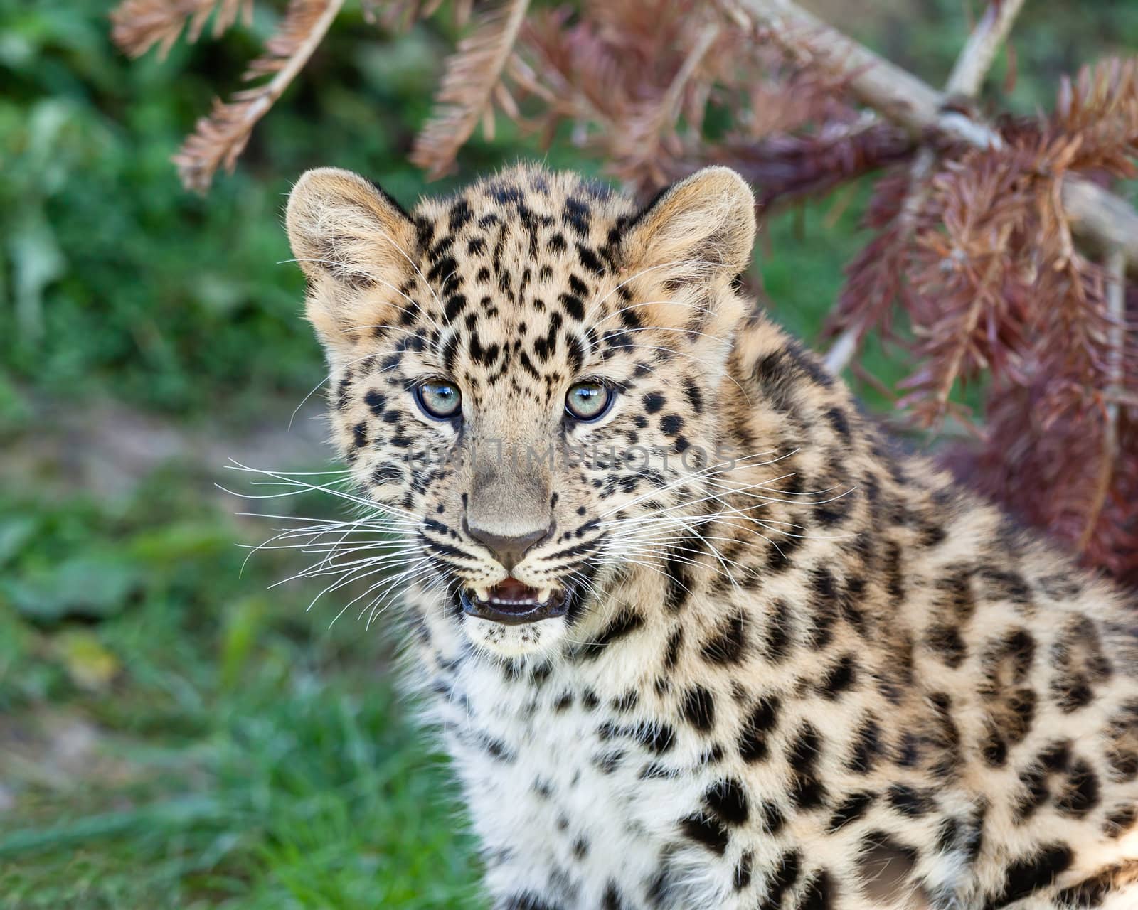 Portrait of Cute Baby Amur Leopard Cub Panthera Pardus Orientalis