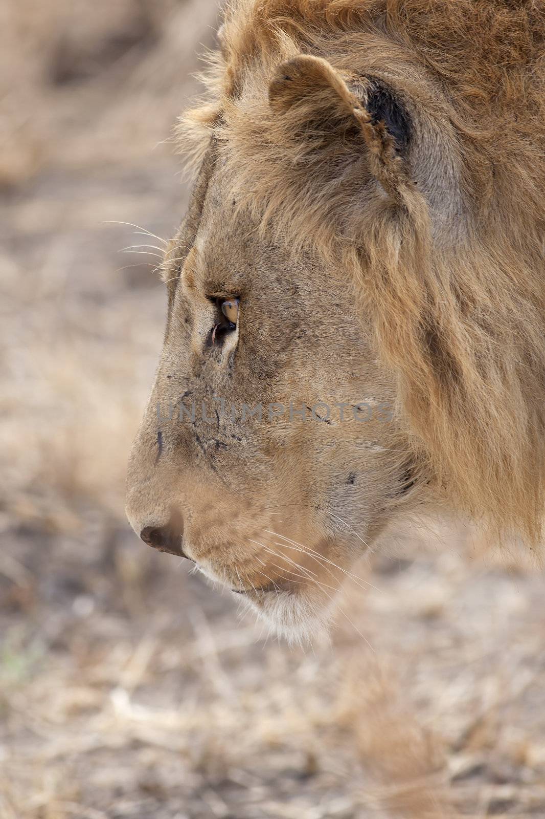 Wild lion in the African Savannah, Tanzania