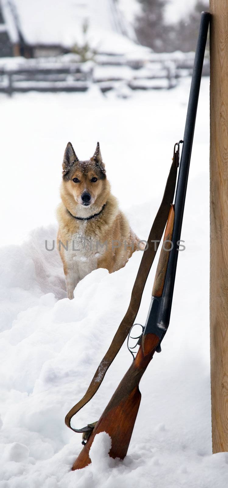 Hunting dog with a gun near� by AleksandrN