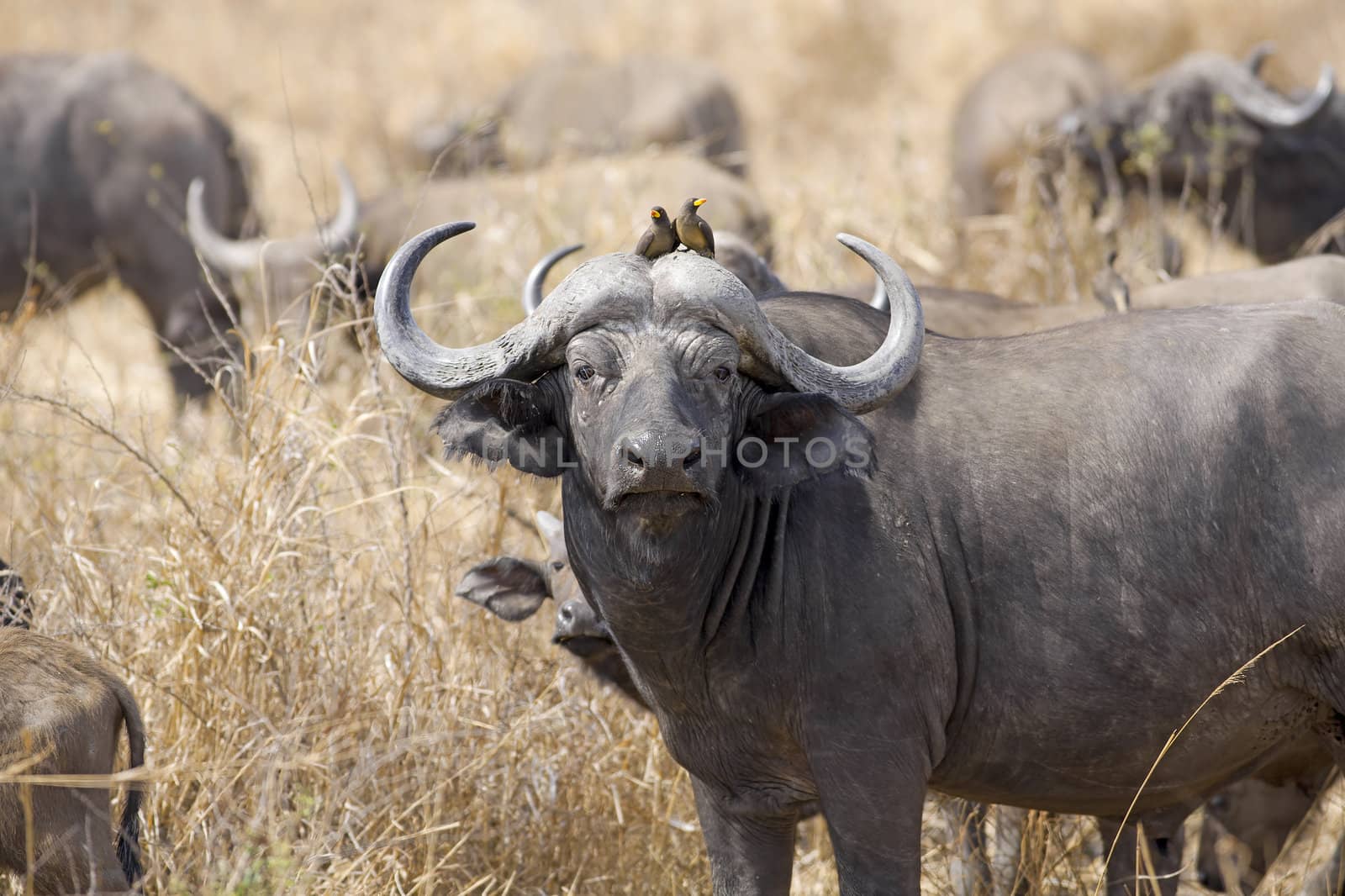 Wild African Buffalo with yellow-billed oxpecker in the Savannah