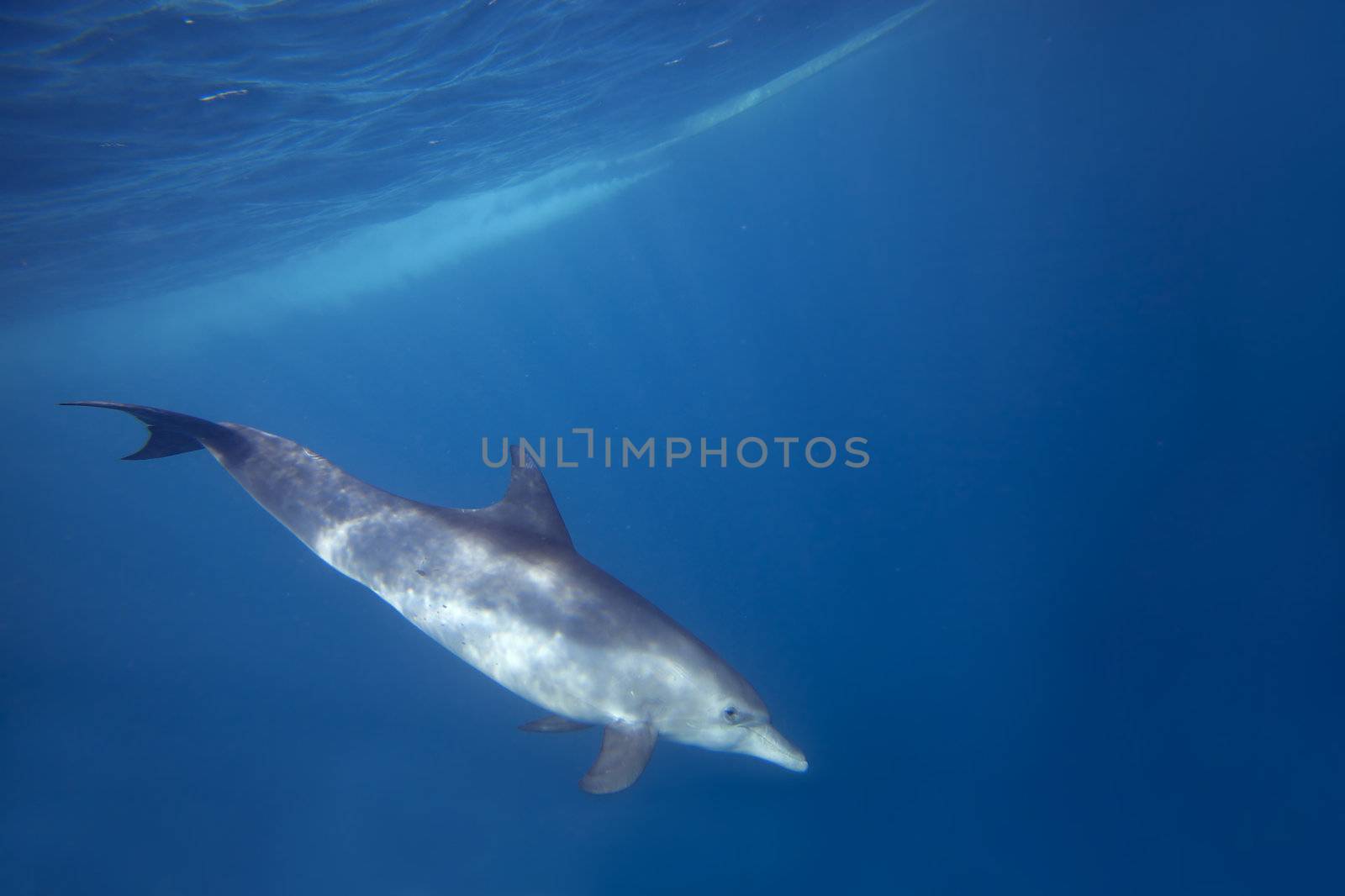 Wild Dolphins swimming in blue ocean in Zanzibar