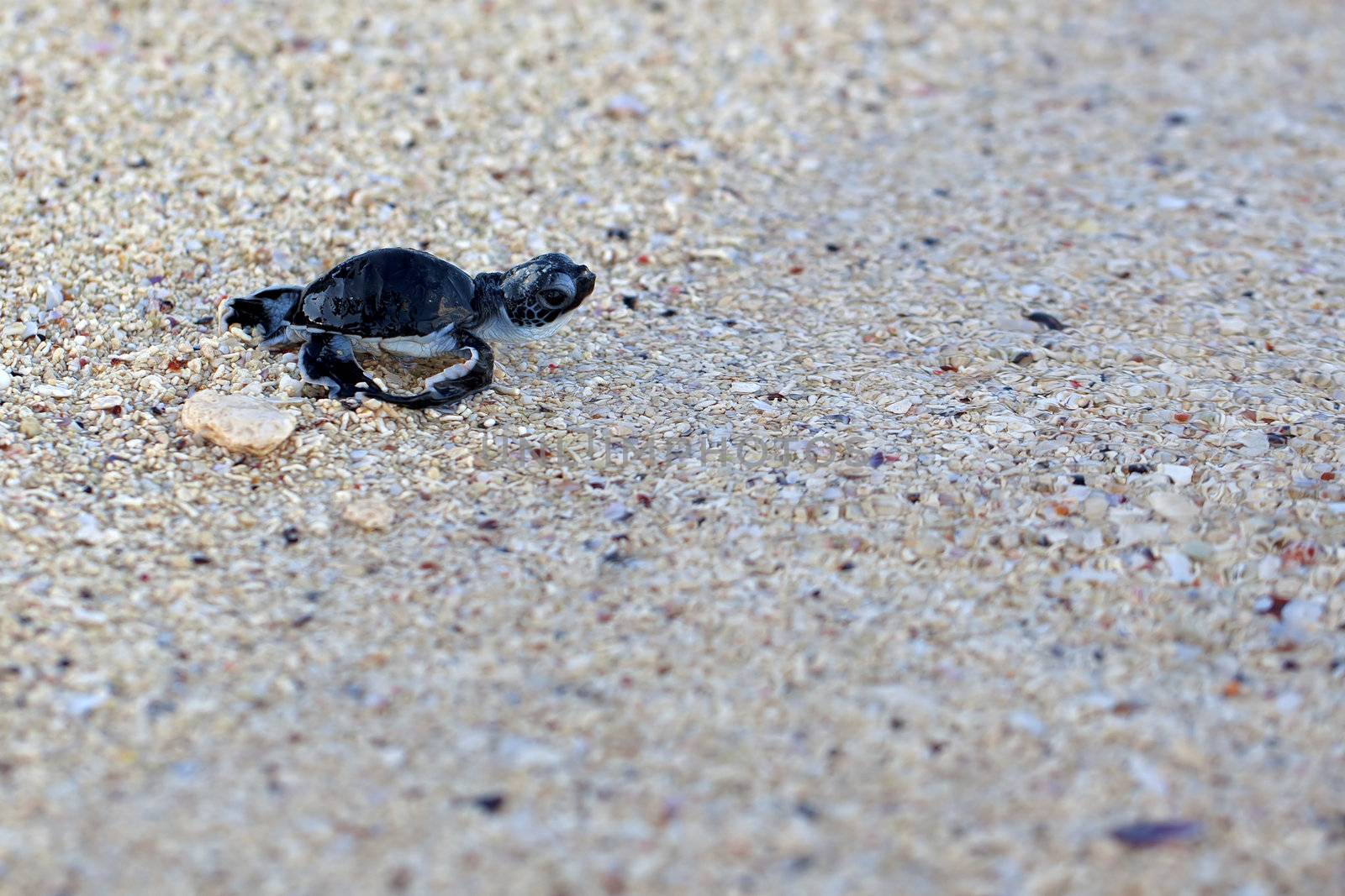 Green Sea Turtle Hatchling making its first steps from the beach to the sea