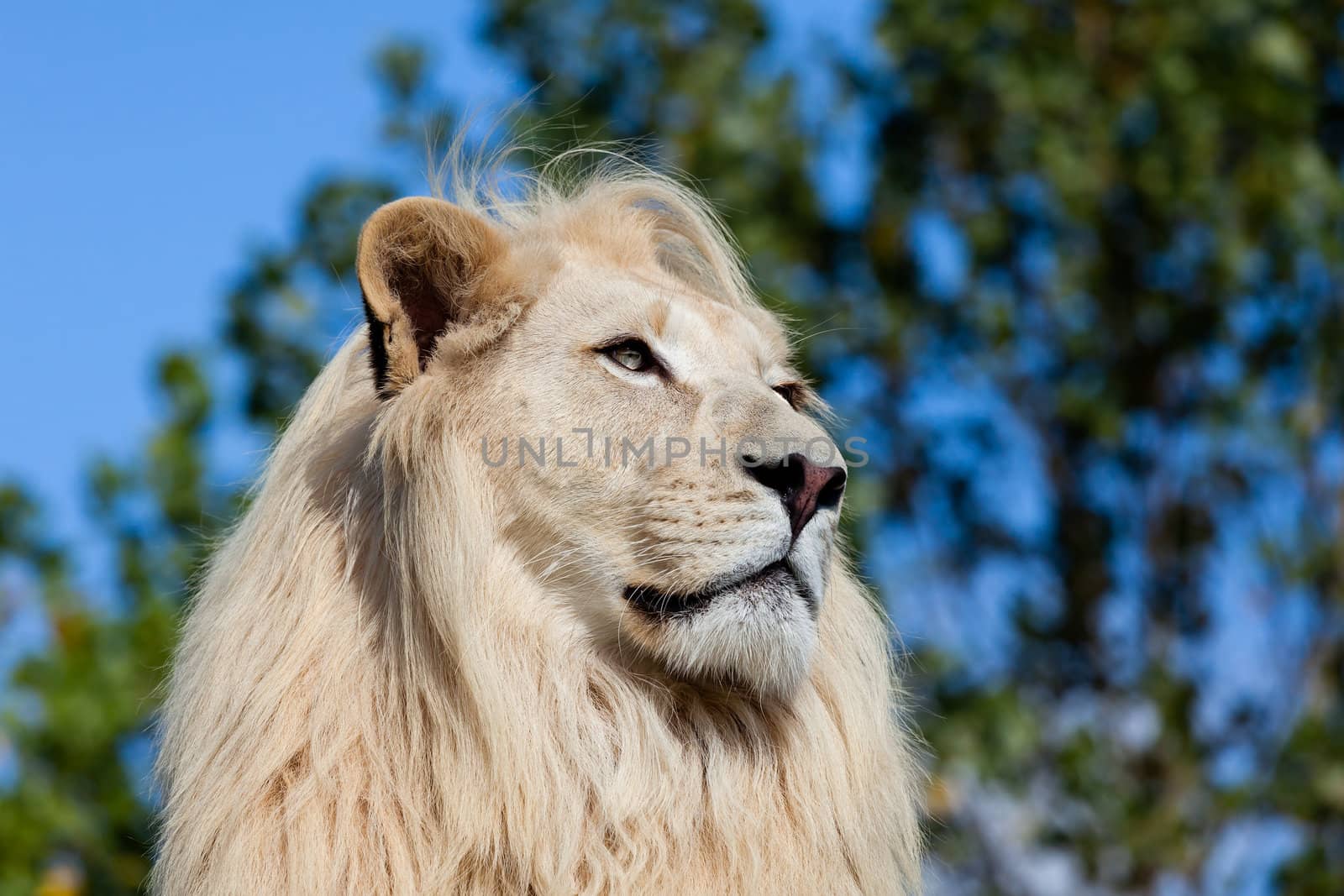 Head Shot Portrait of White Lion against Trees Panthera Leo