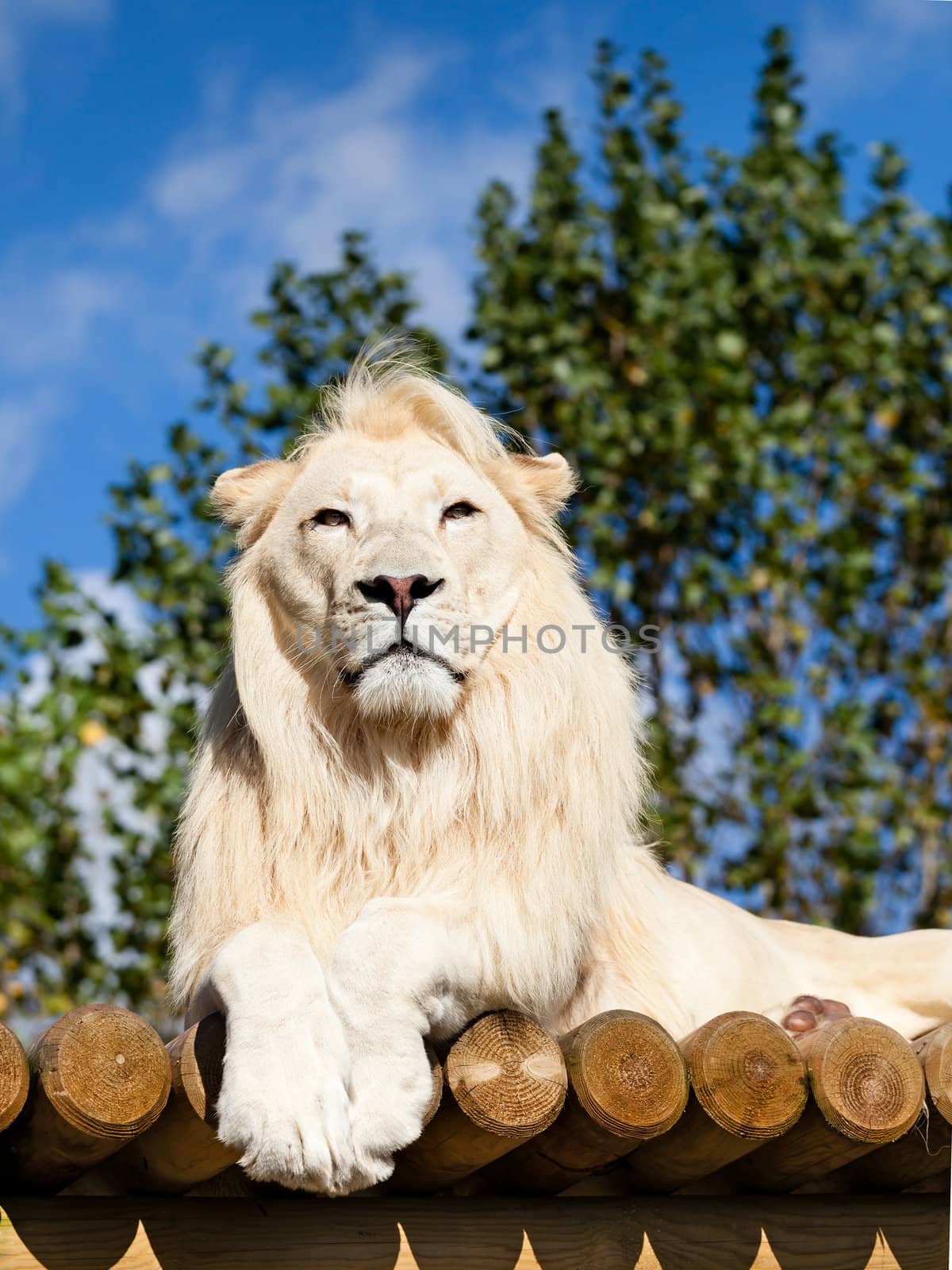 White Lion Posing on Sunny Wooden Platform Panthera Leo